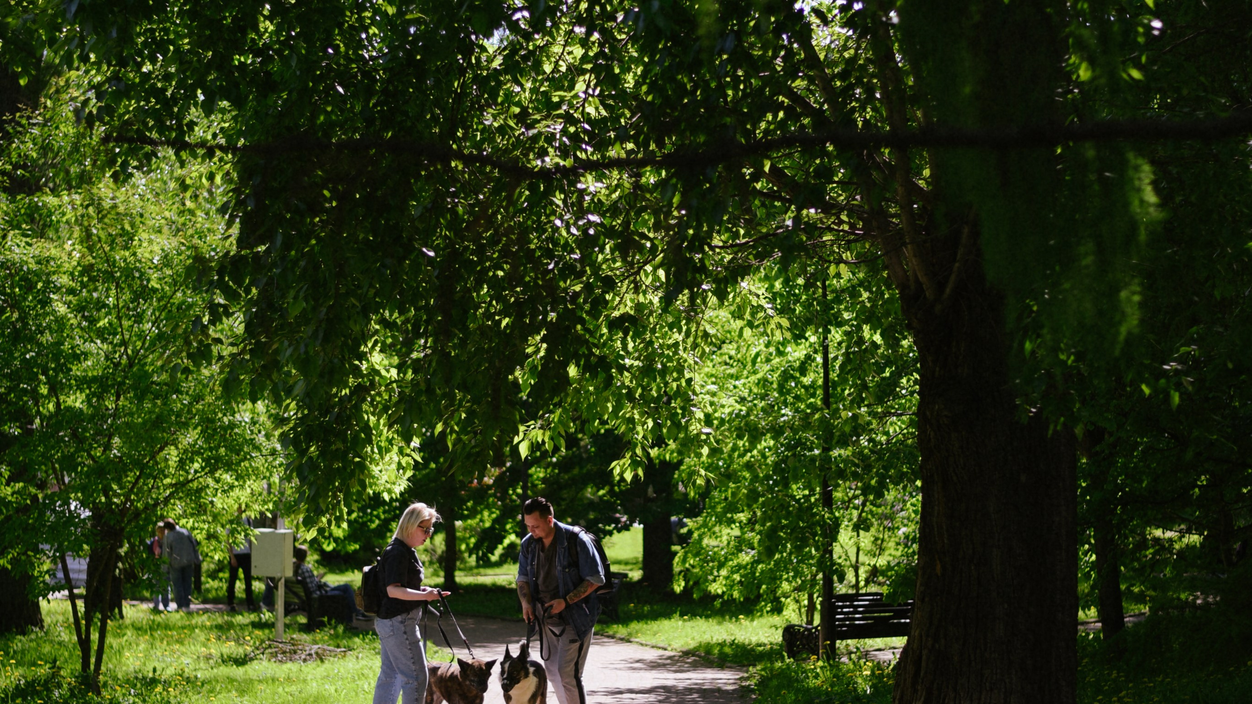 Иван и Надежда Прогулка с хвостатыми