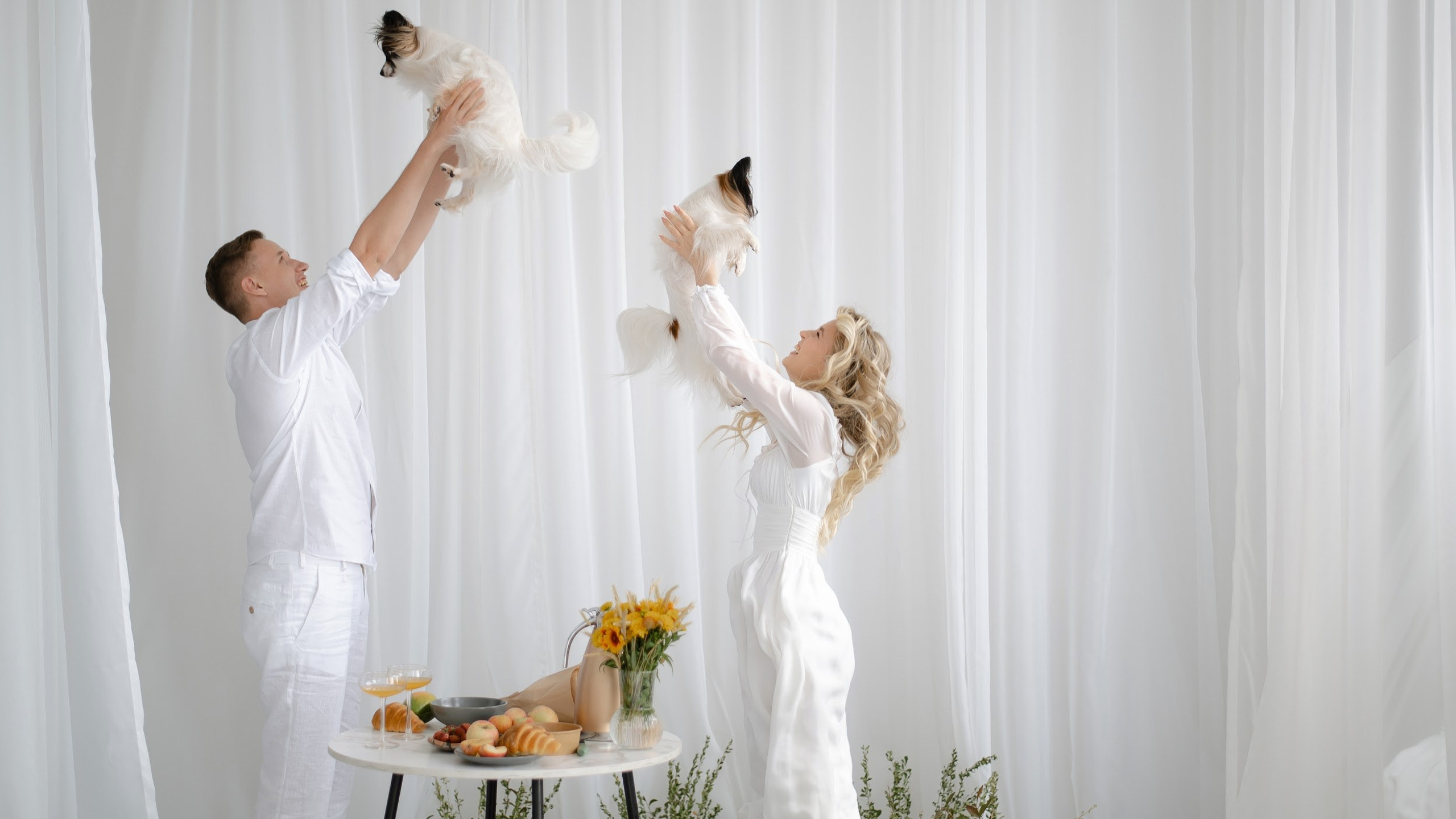 Два папийона — Фанта и Барселона