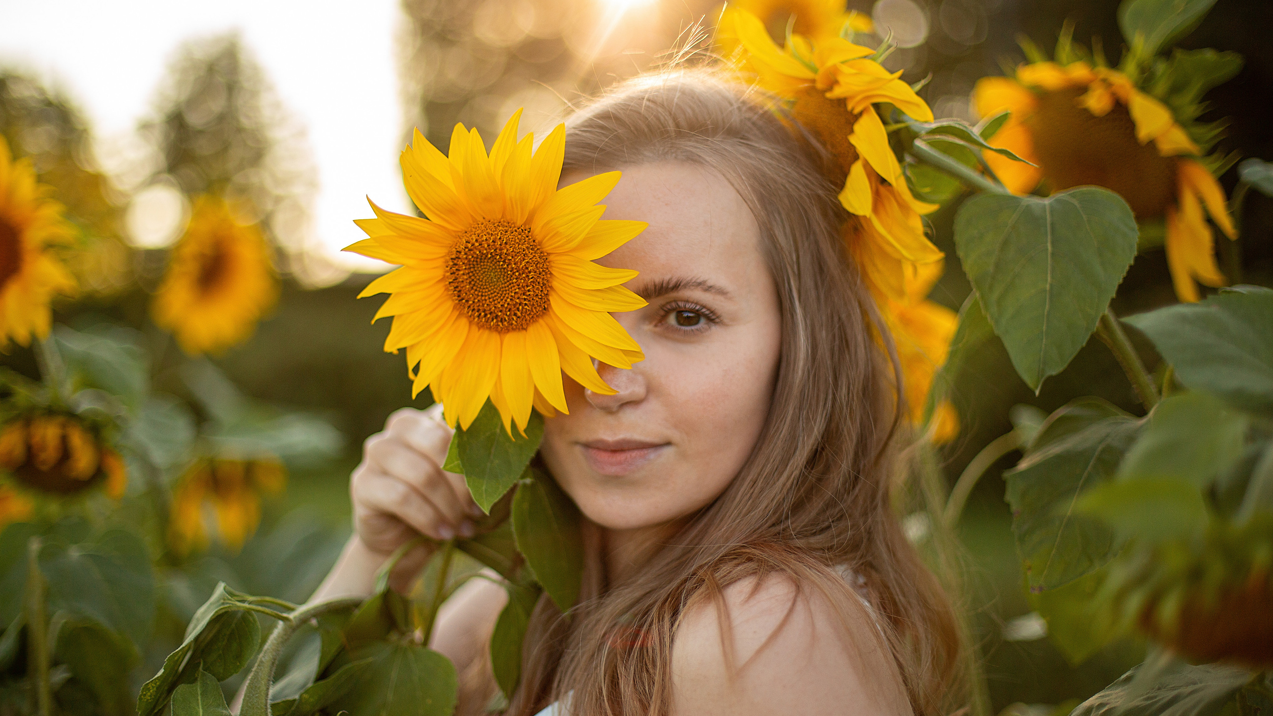 Подсолнухи