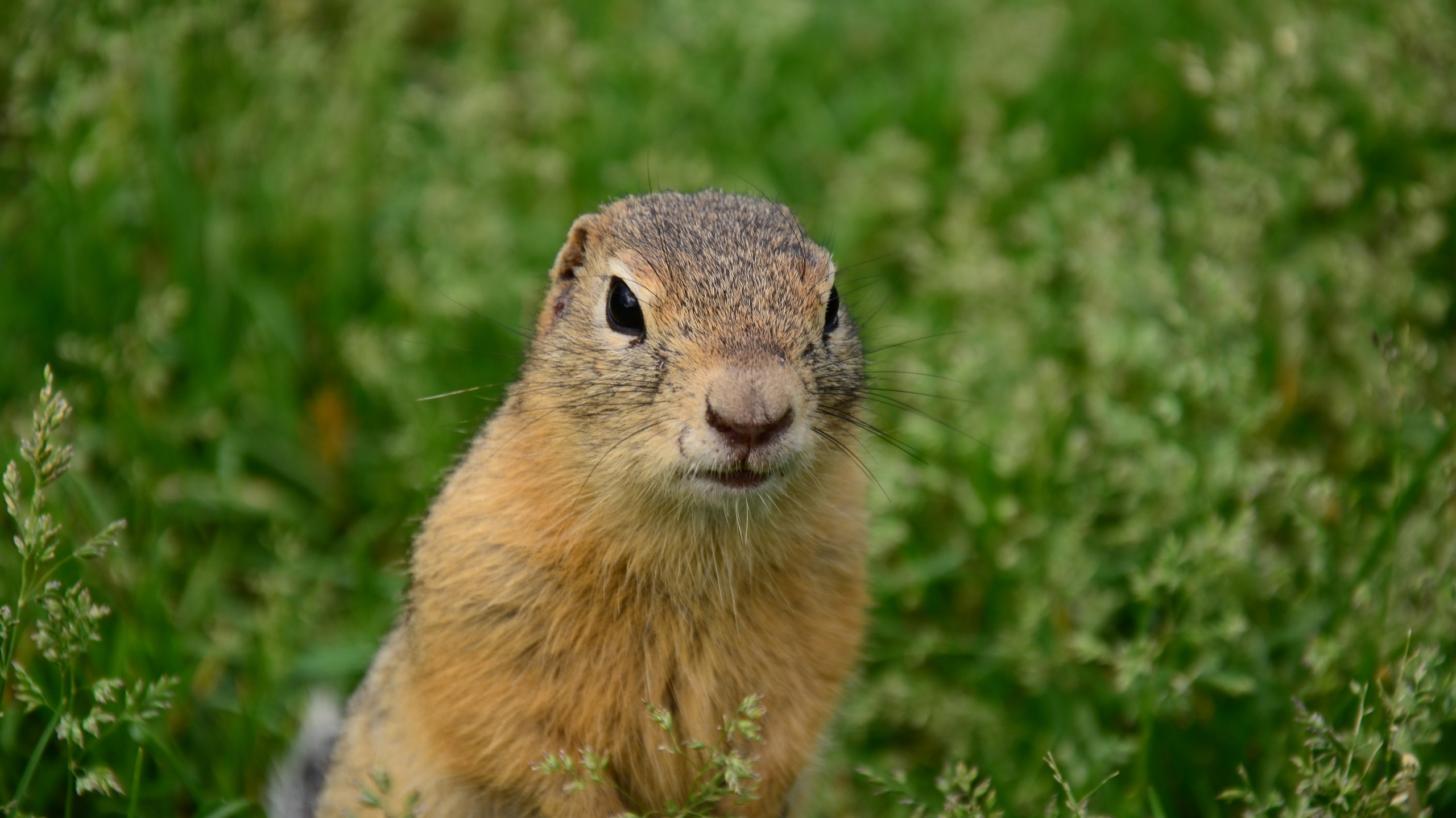 дары природы