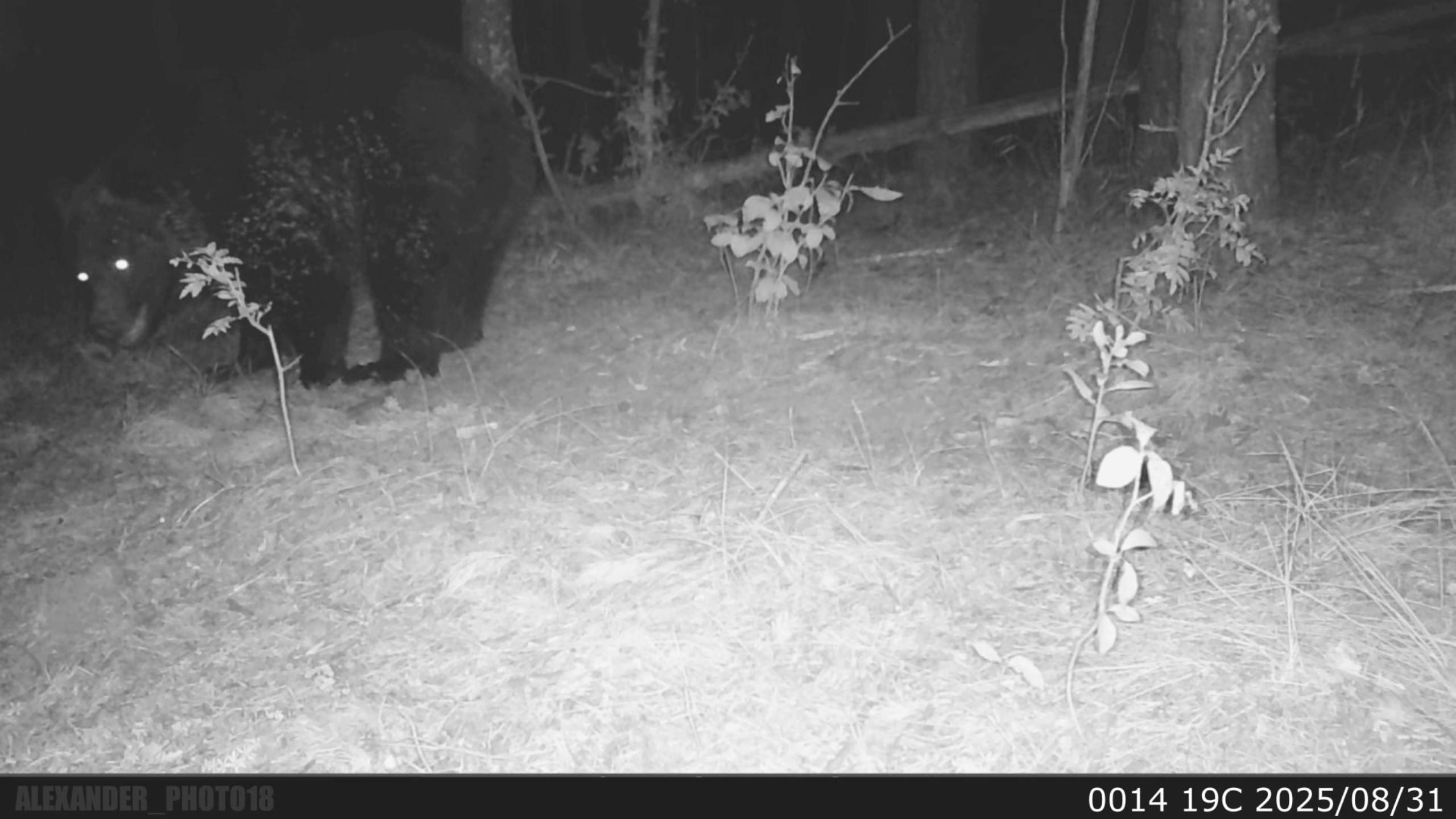 Видео с фотоловушек. GREEN UDMURTIA. Фотографии дикой природы
