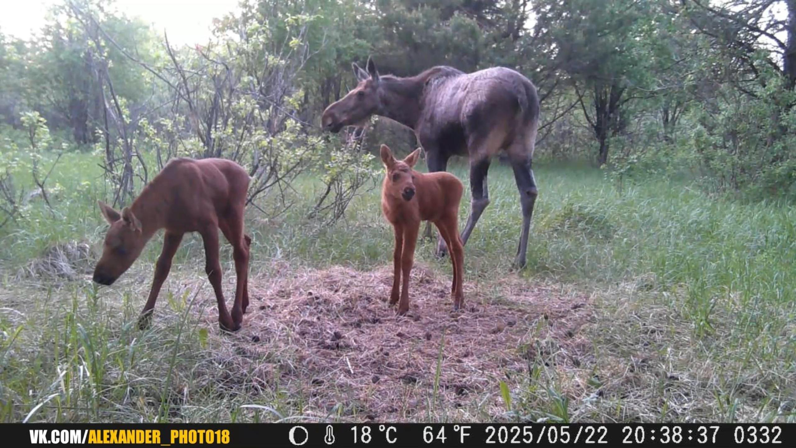 Видео с фотоловушек. GREEN UDMURTIA. Фотографии дикой природы
