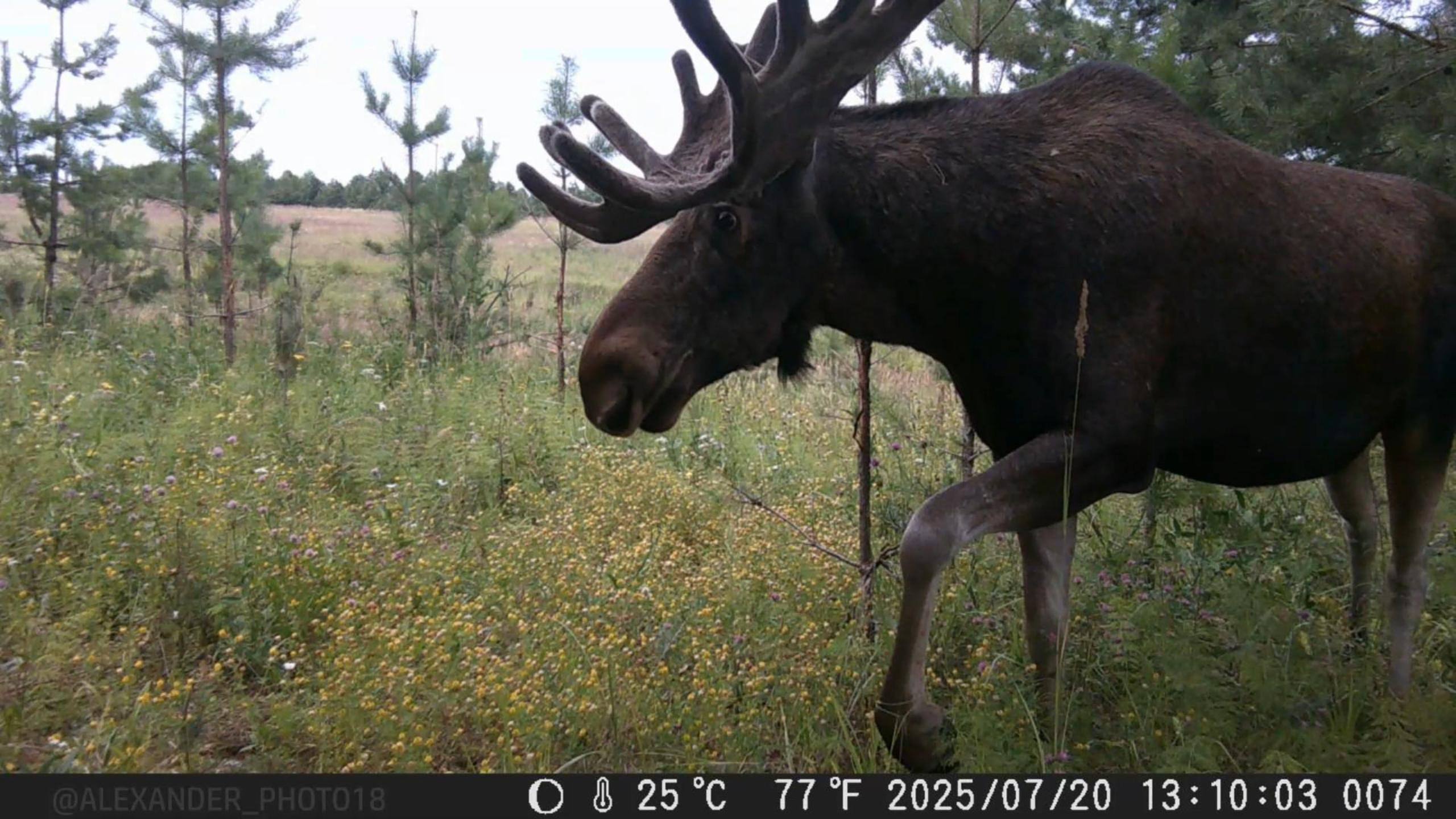 Видео с фотоловушек. GREEN UDMURTIA. Фотографии дикой природы