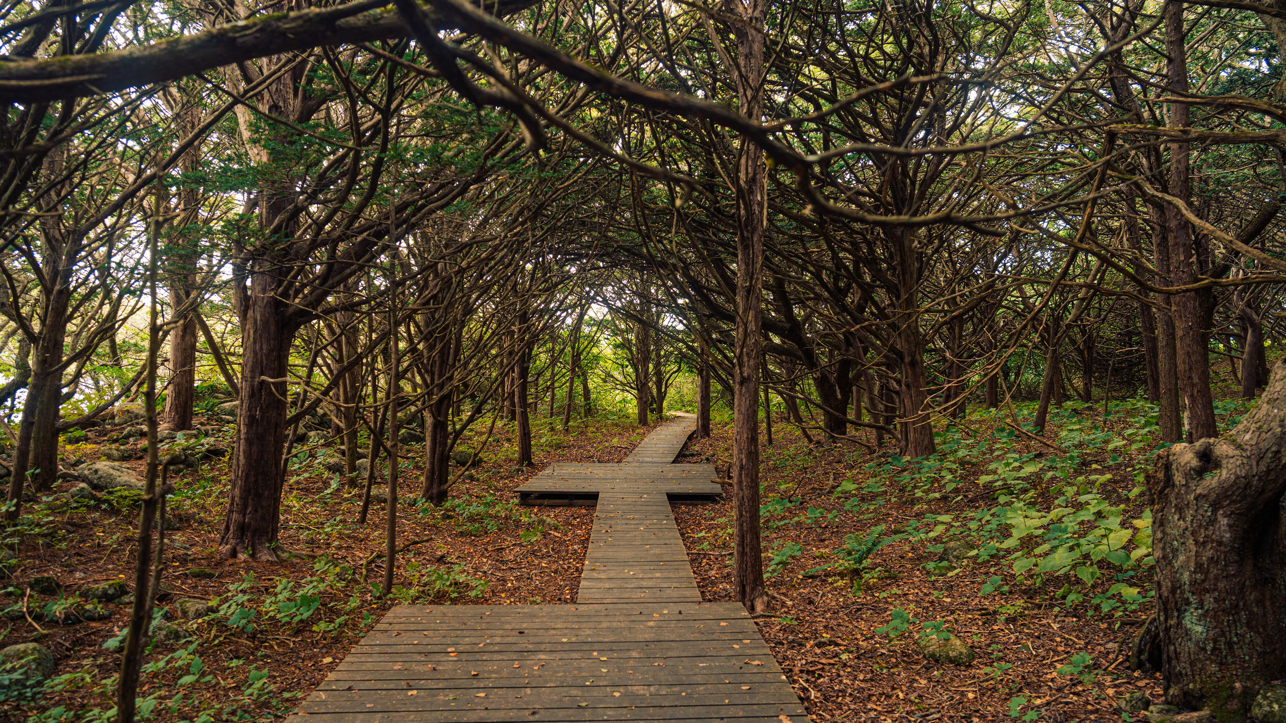 Grove of yew trees| Petrova island