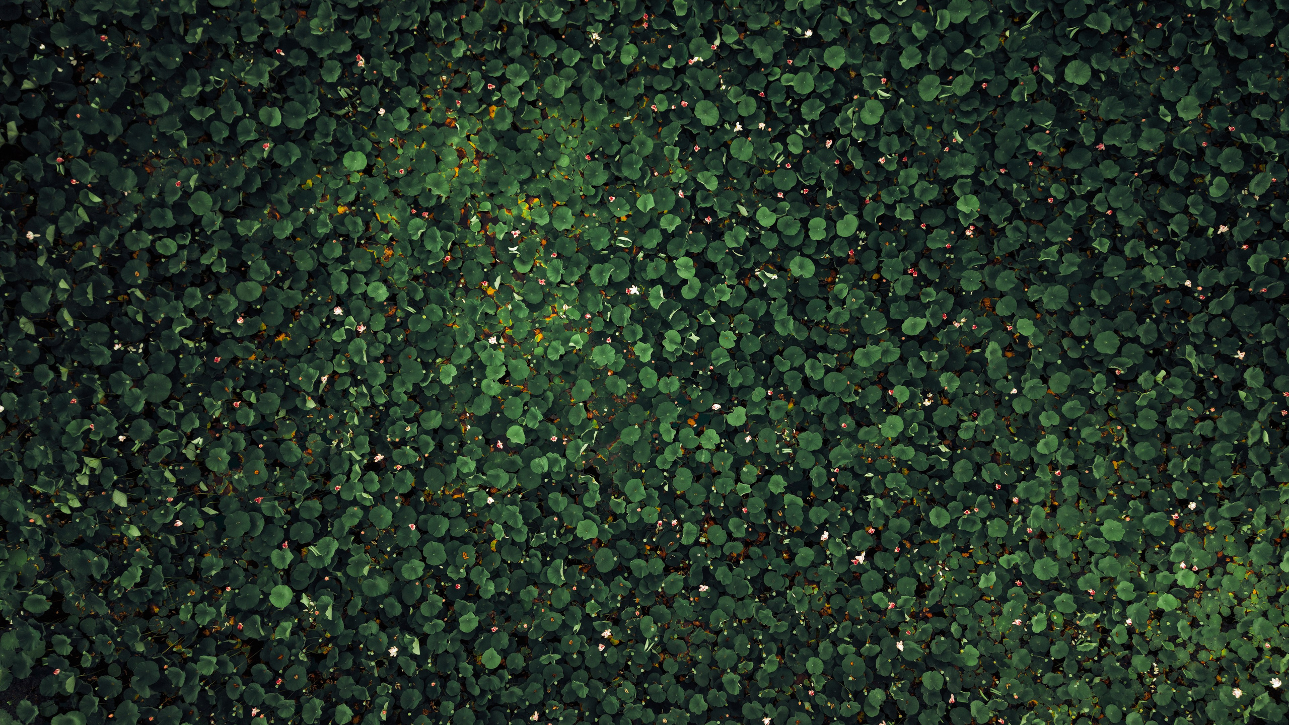 Пруд «Семейный» | с. Петровка