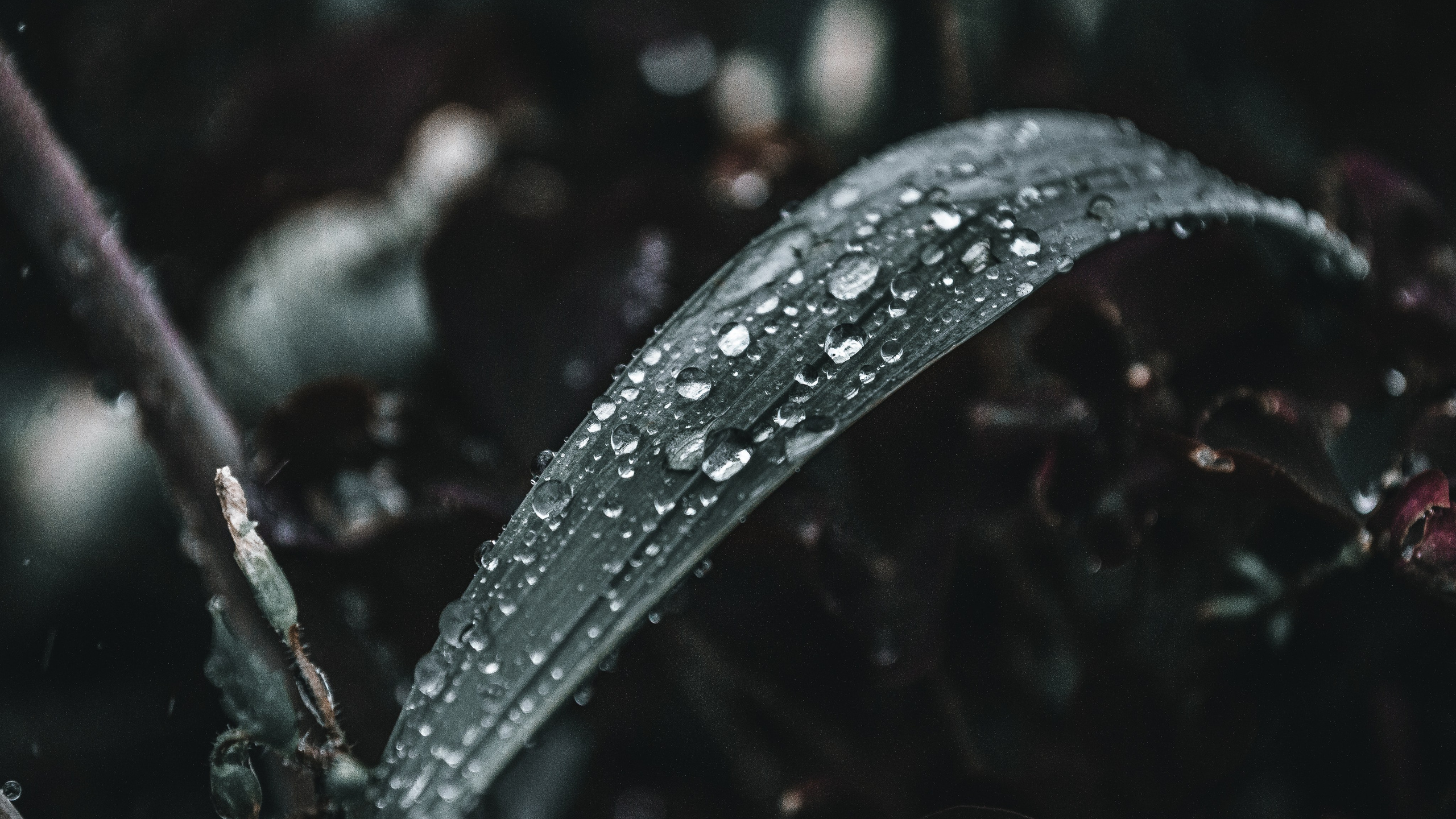 Bio