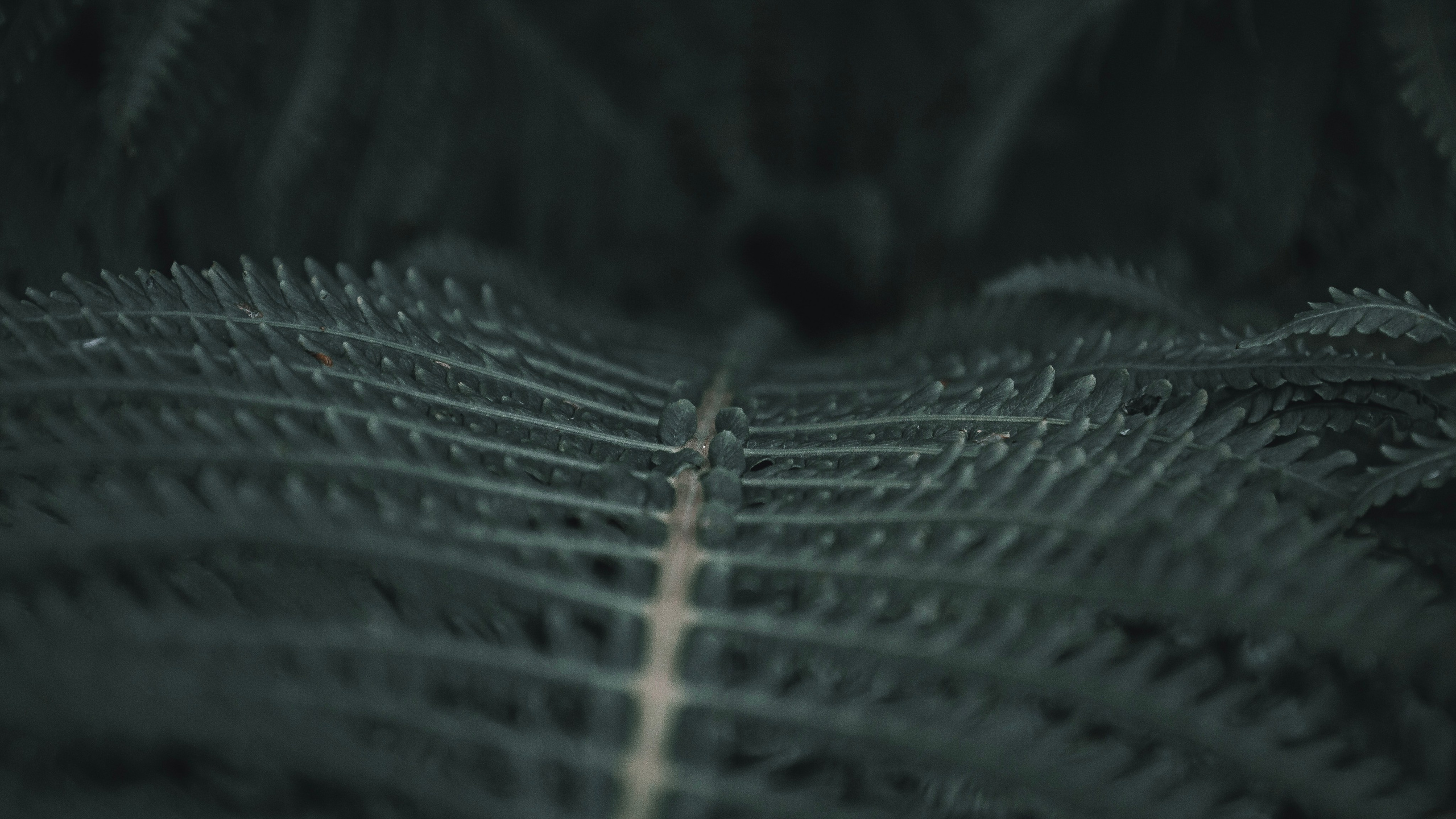 Bio