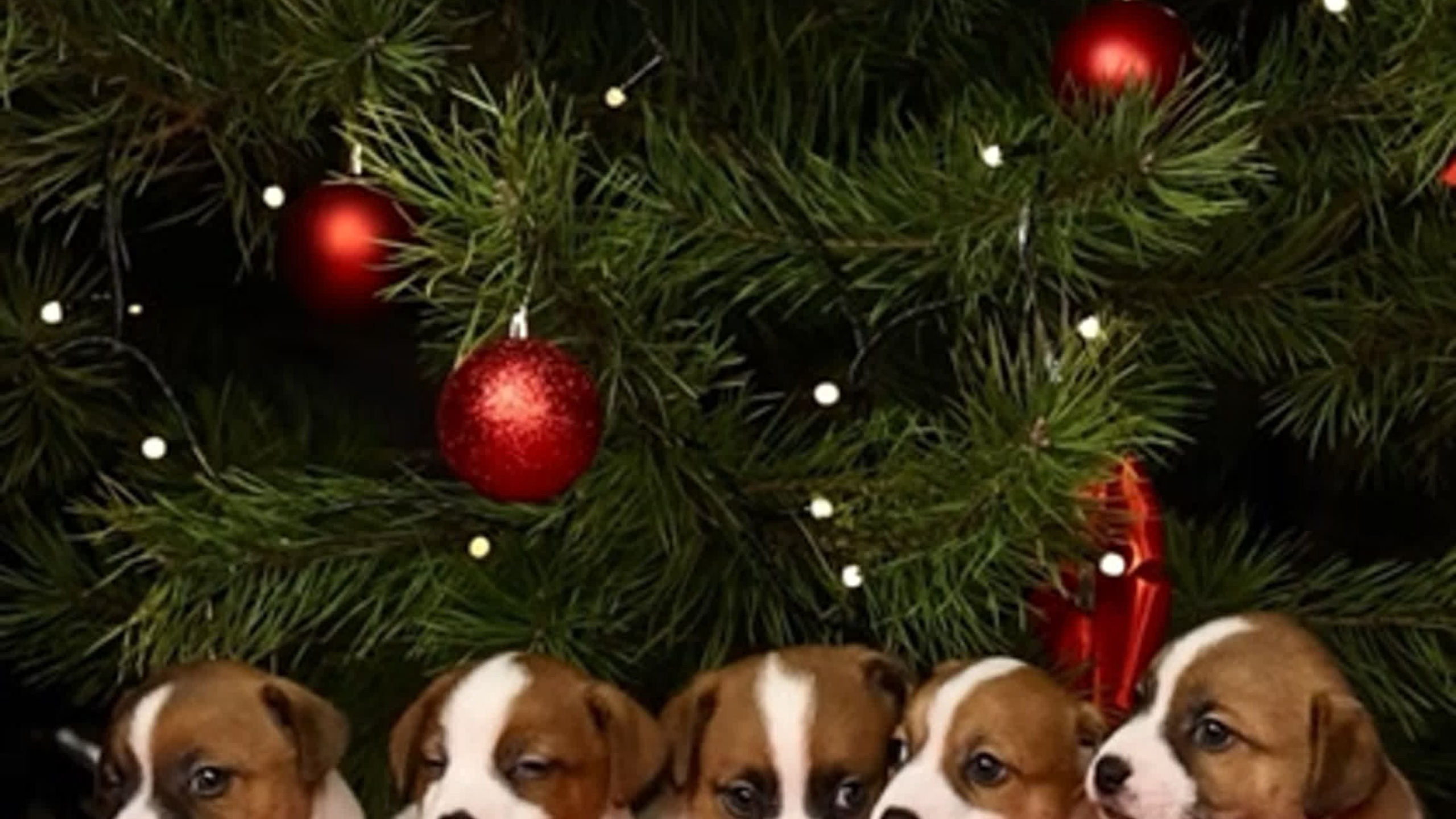 Новогодняя атмосфера в «Simply the Best». Фотограф анималист Аня Ливанова | Рыбинск