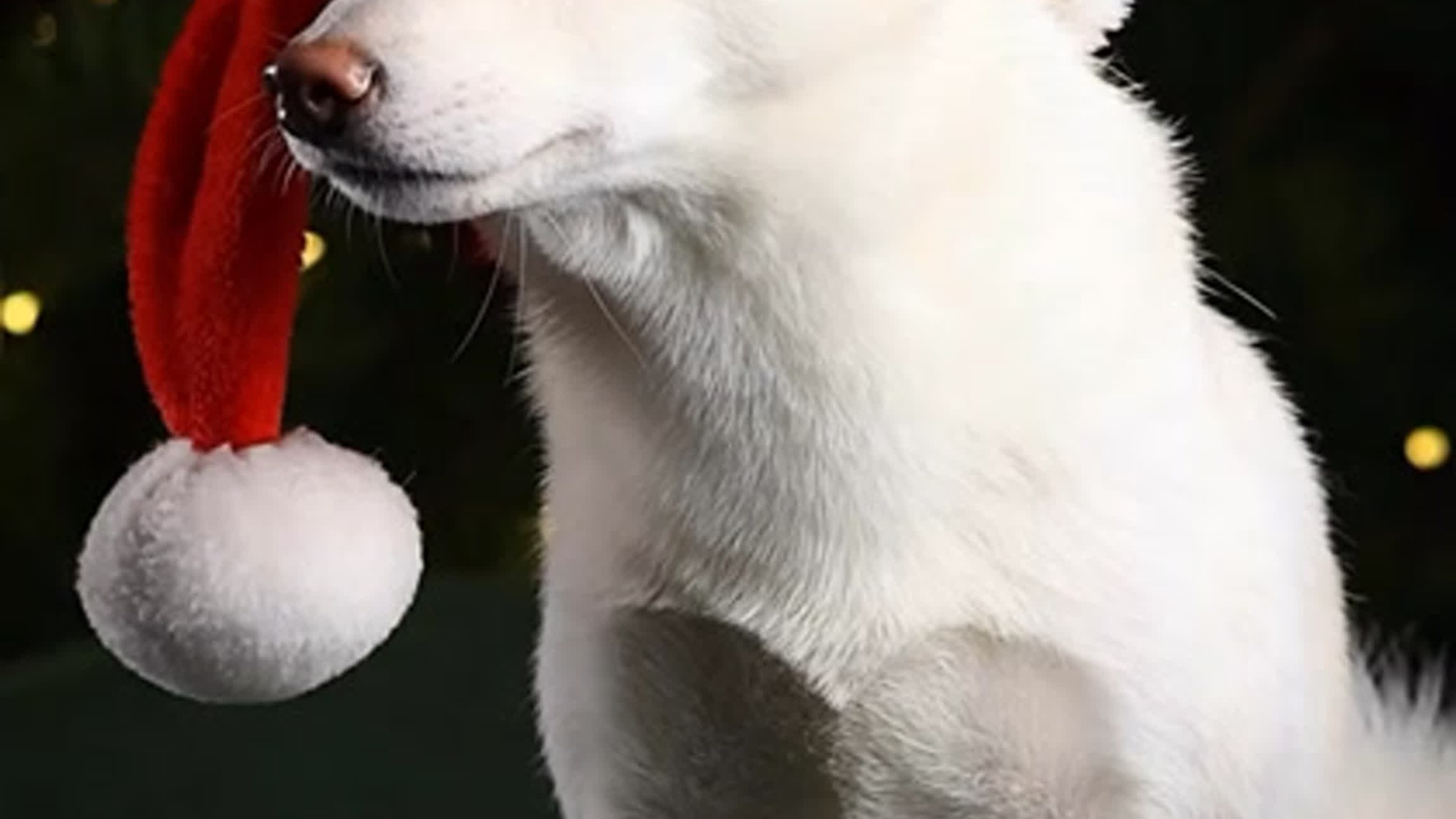 Новогодняя атмосфера в «Simply the Best». Фотограф анималист Аня Ливанова | Рыбинск