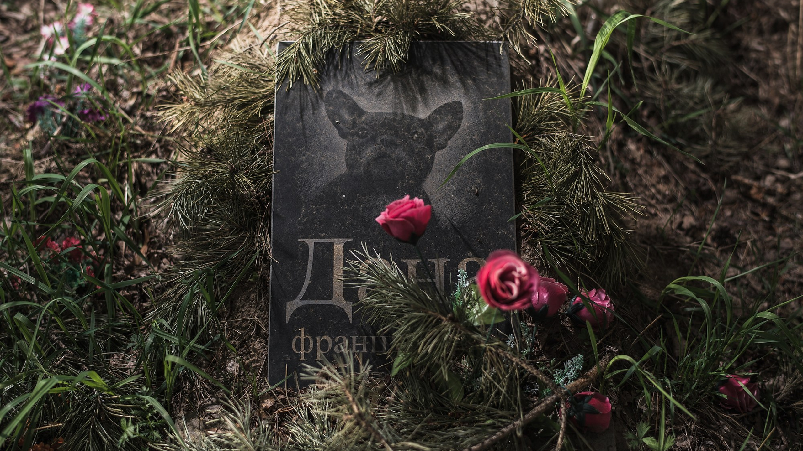 кладбище домашних животных