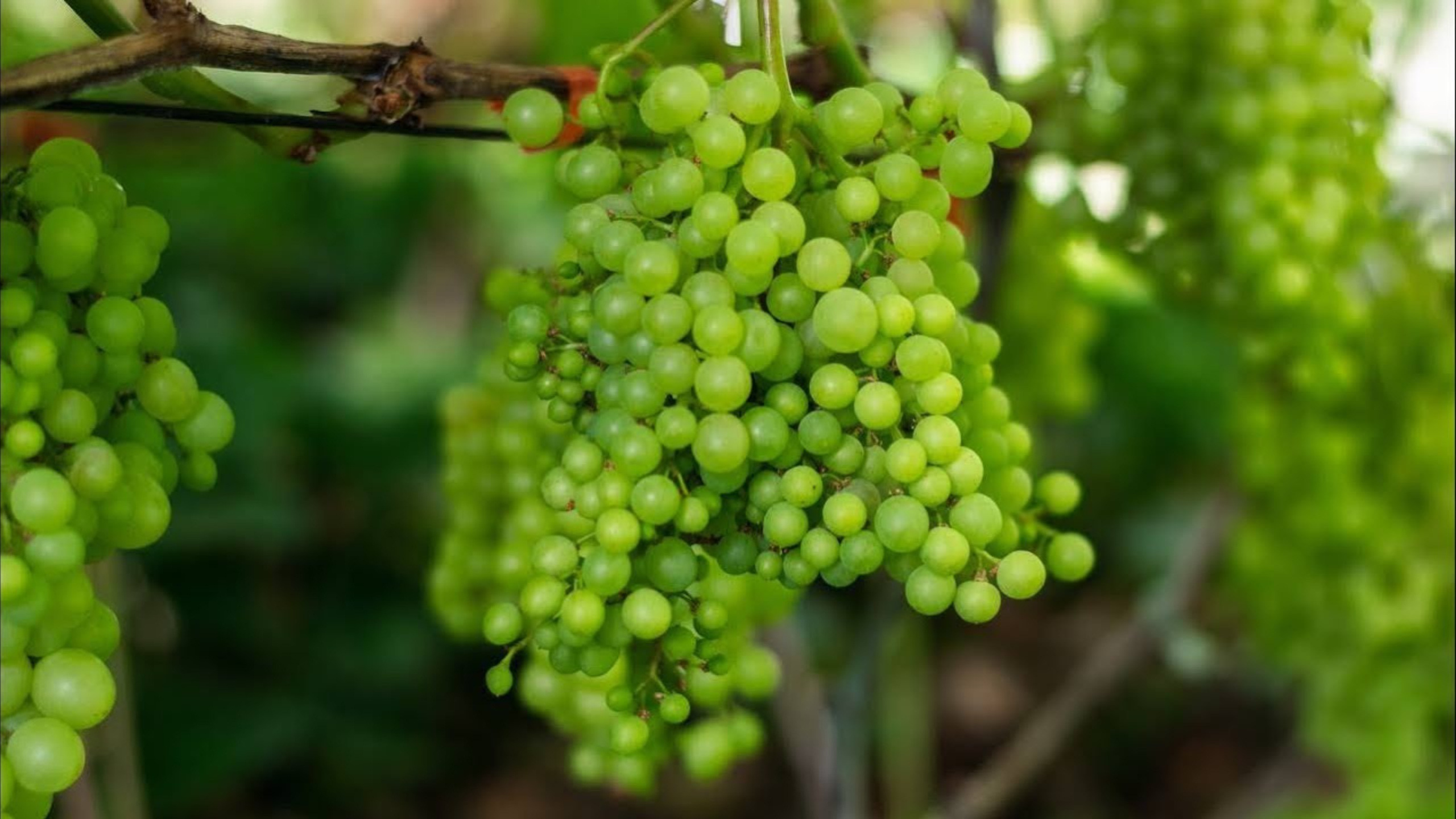 Видеопродакшн Антон и Ирина Курдюмовы. Фотограф в Хабаровске Антон Курдюмов FOTO-27.RU