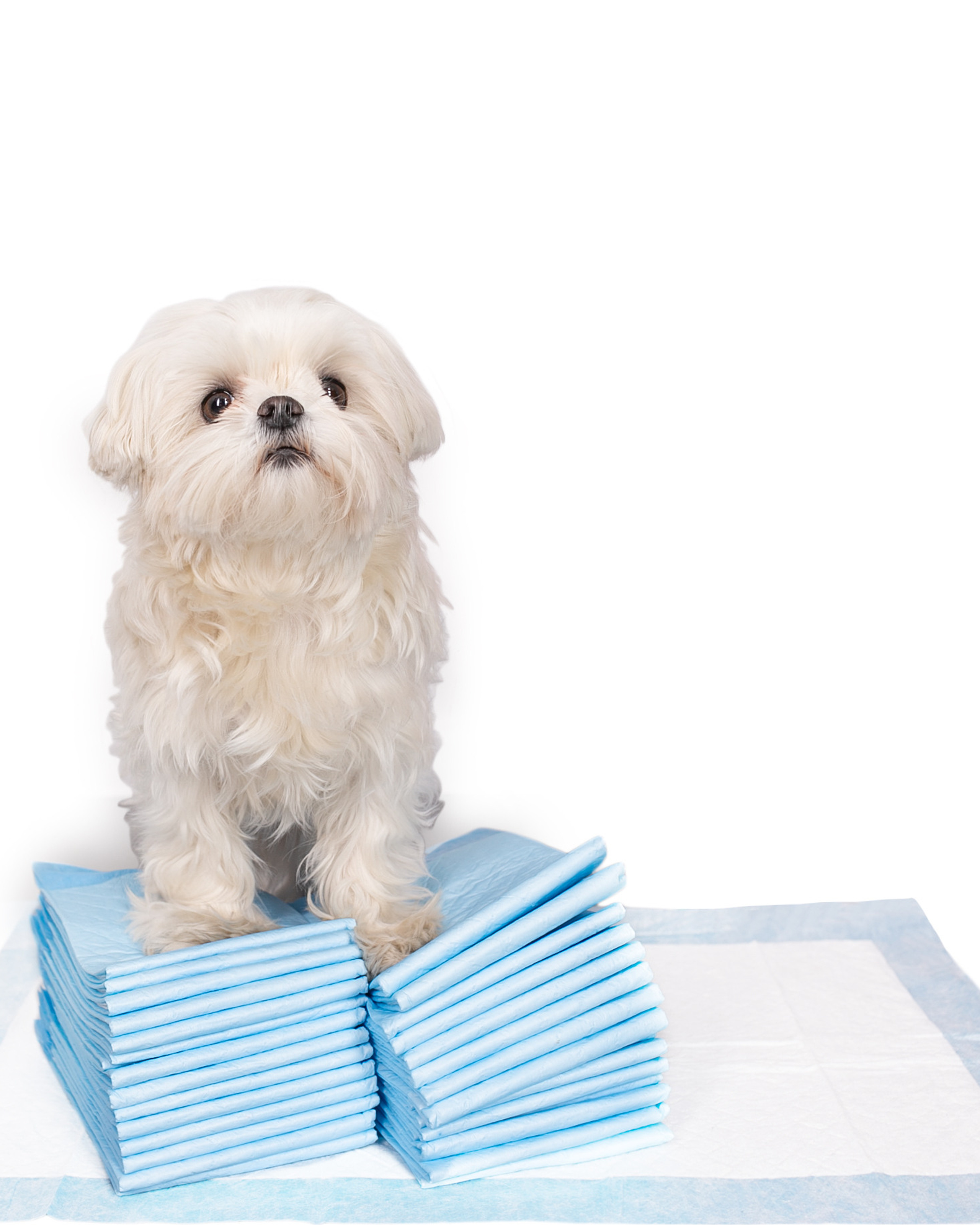 Зоотовары на белом фоне для wildberries