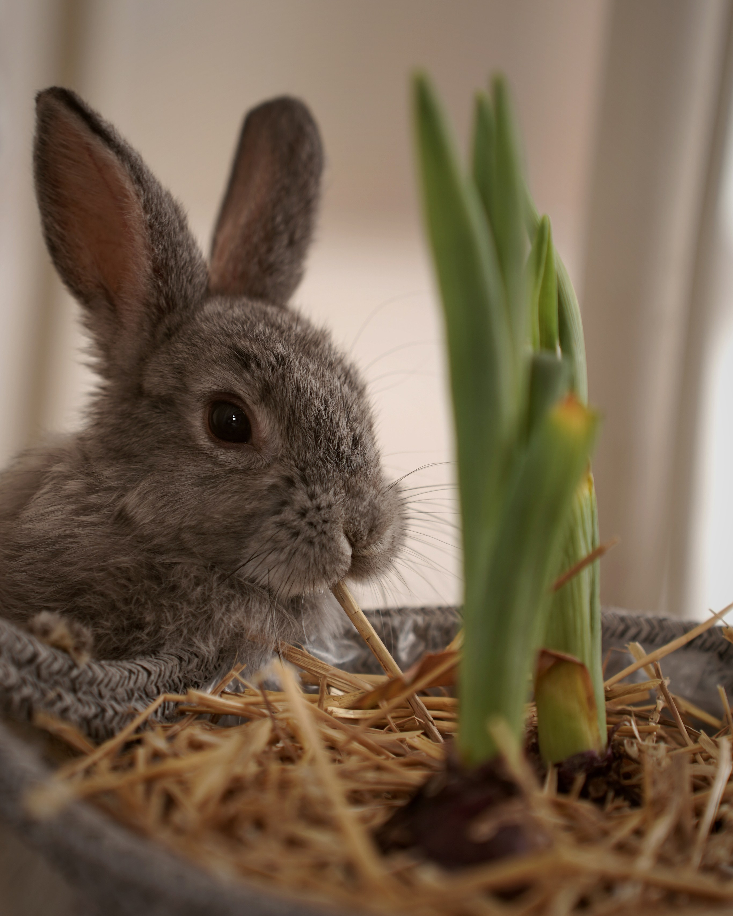 Дети и кролики