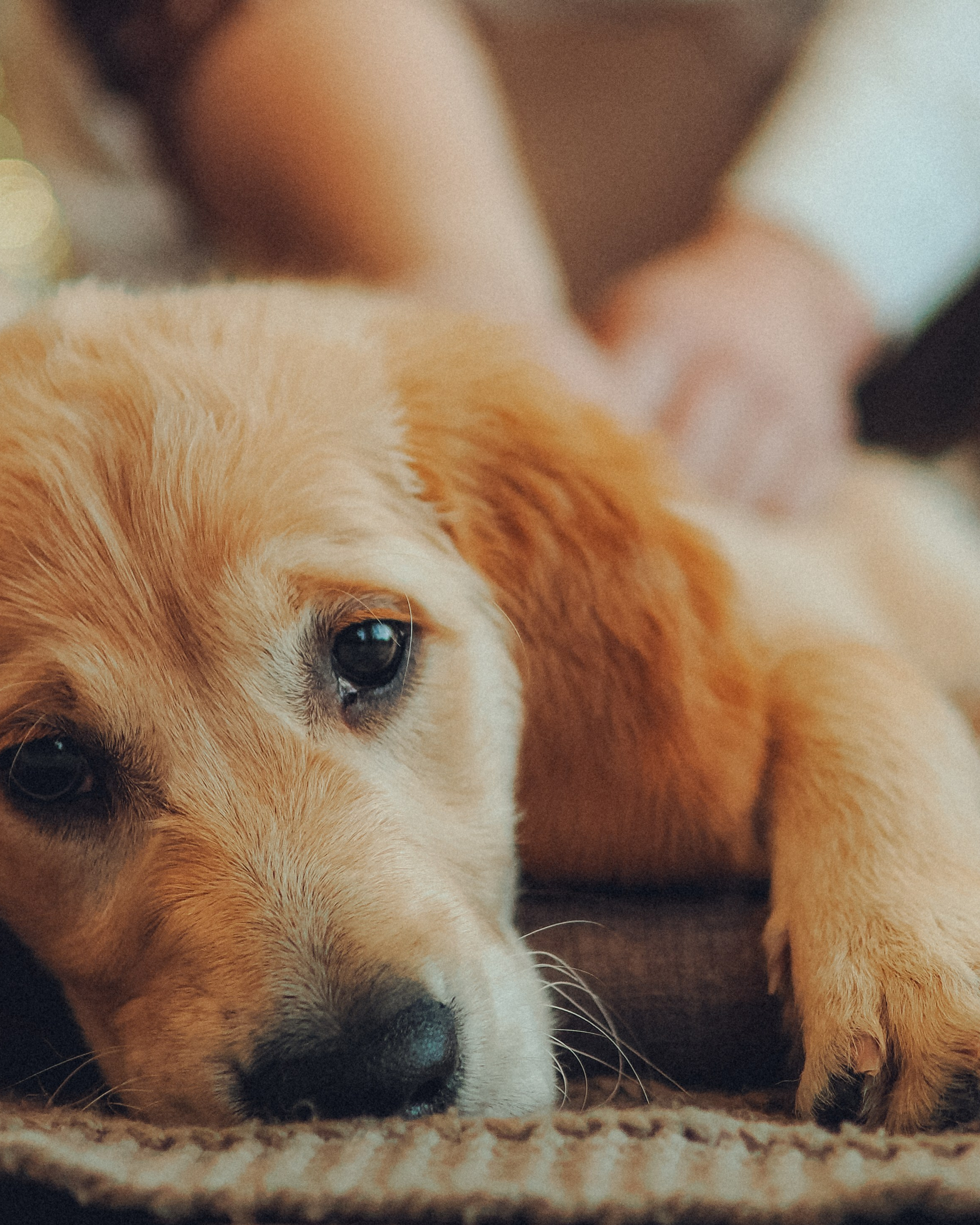 Малышка Молли и новый год