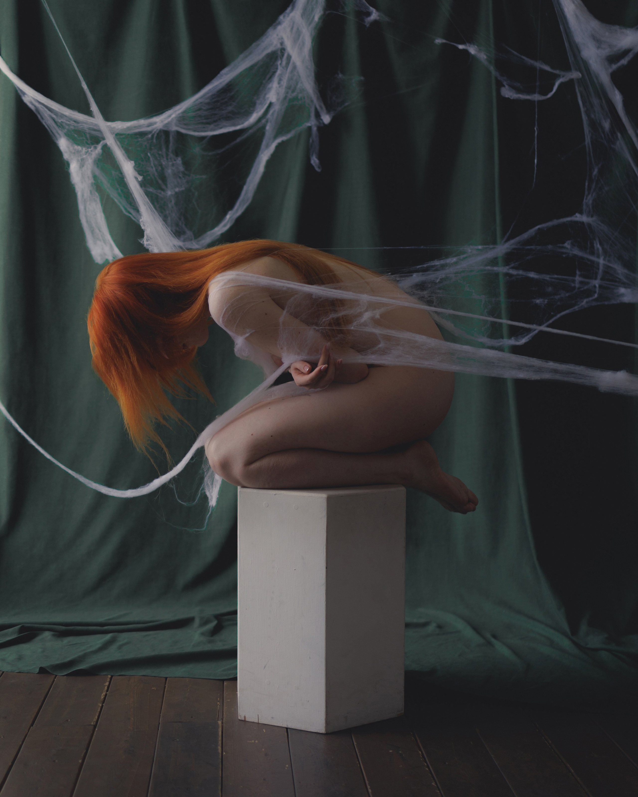 Butterfly in the web