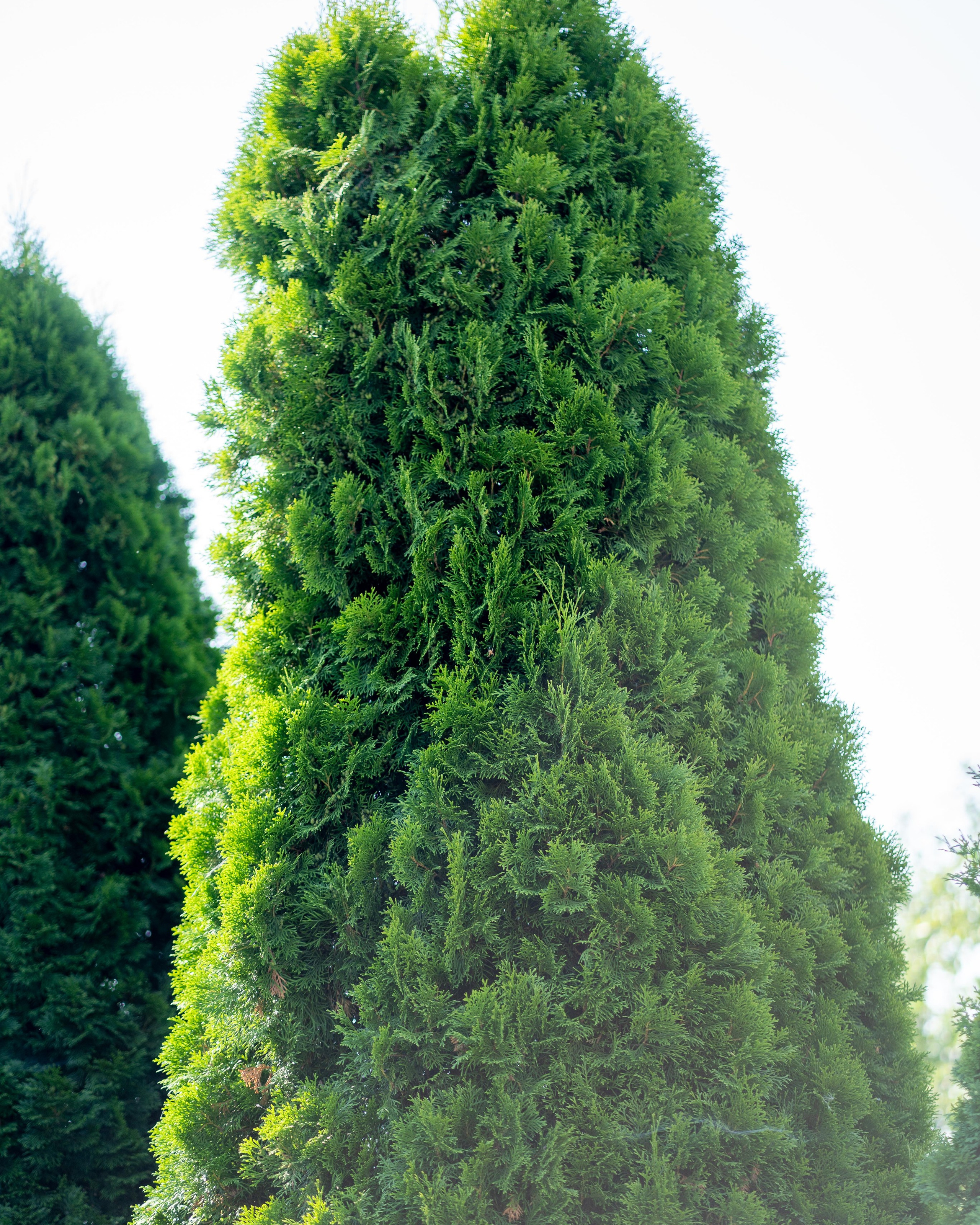 Взыскание алиментов и задолженностей