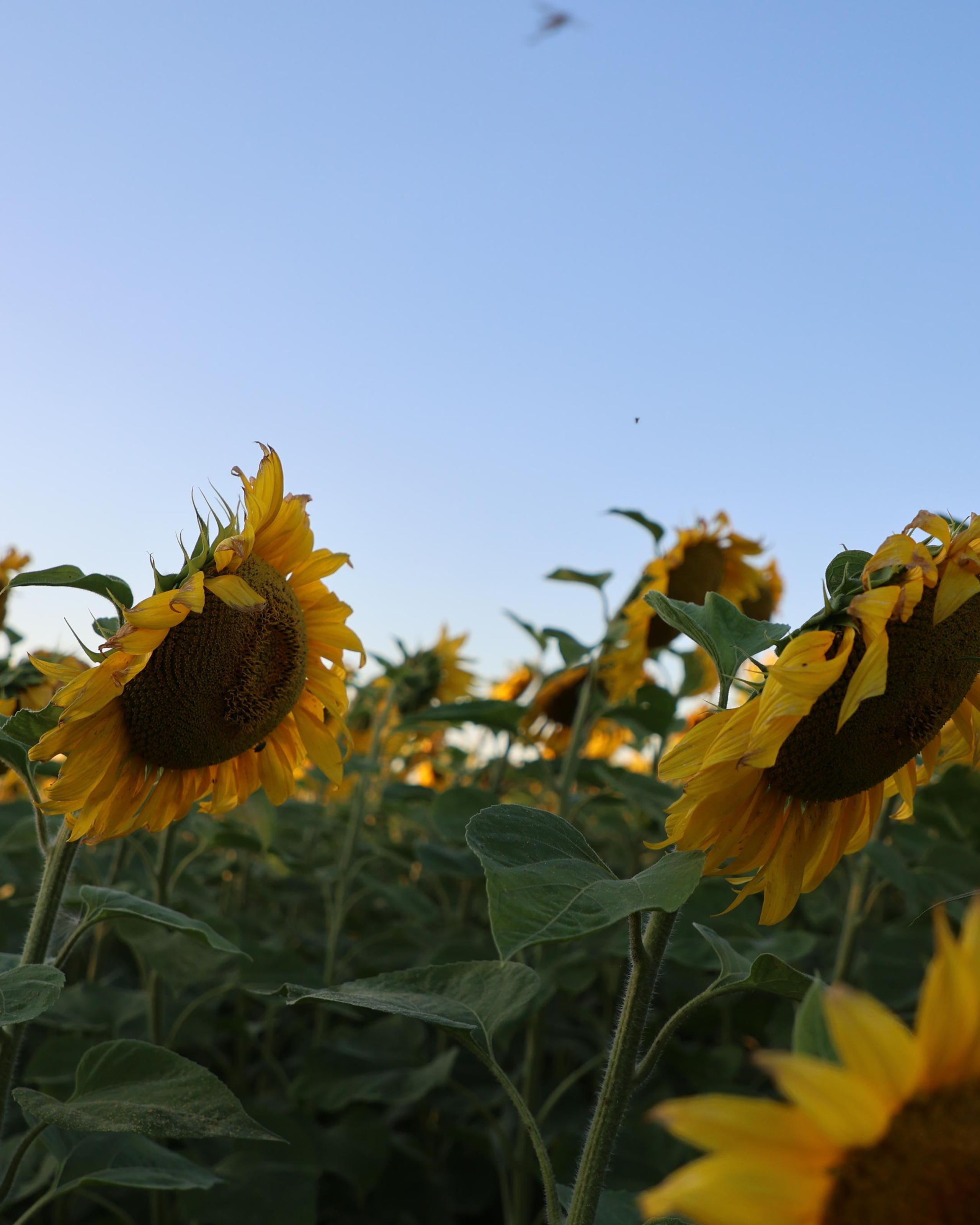 Sunflower Field