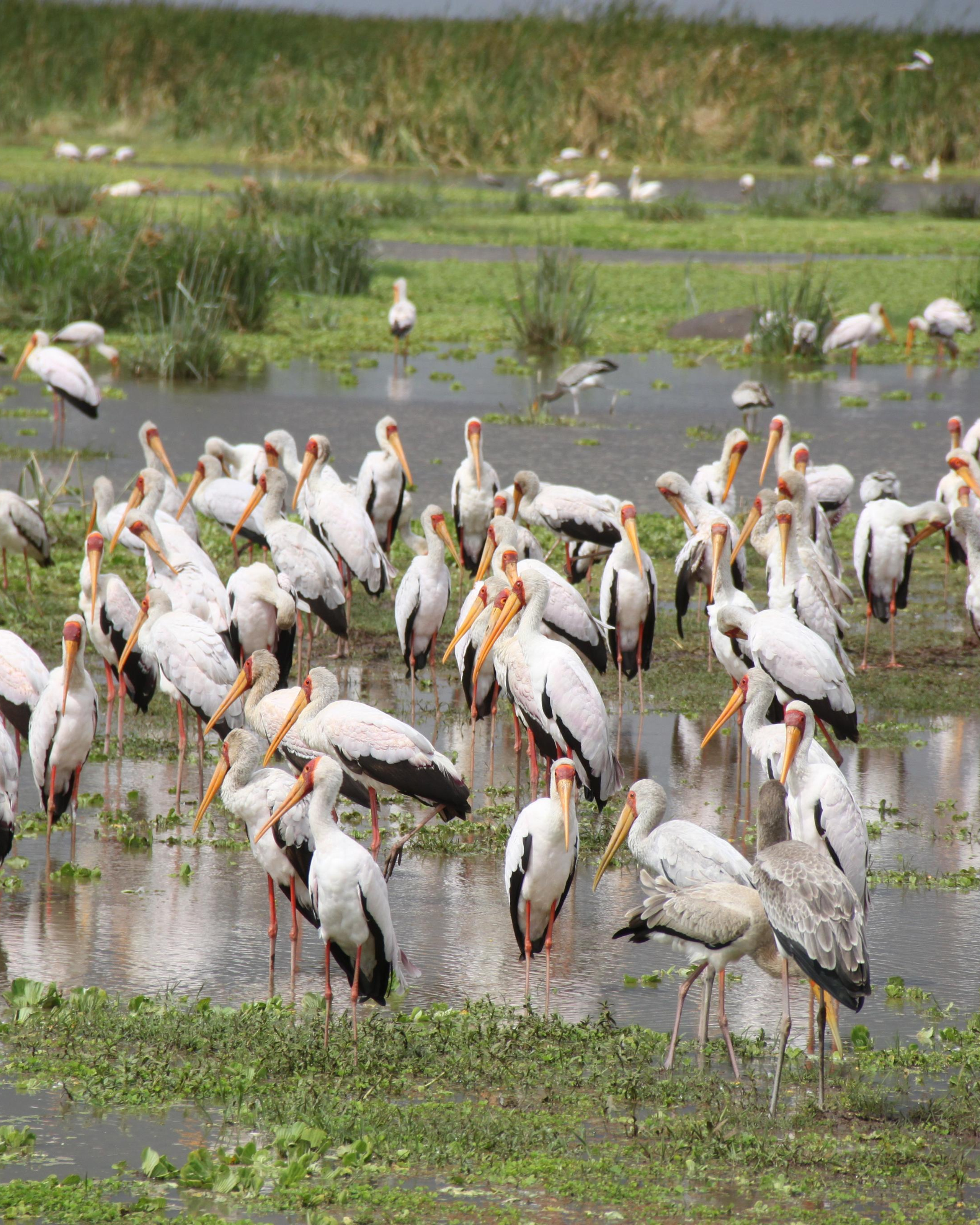 Lake Manyara National Park