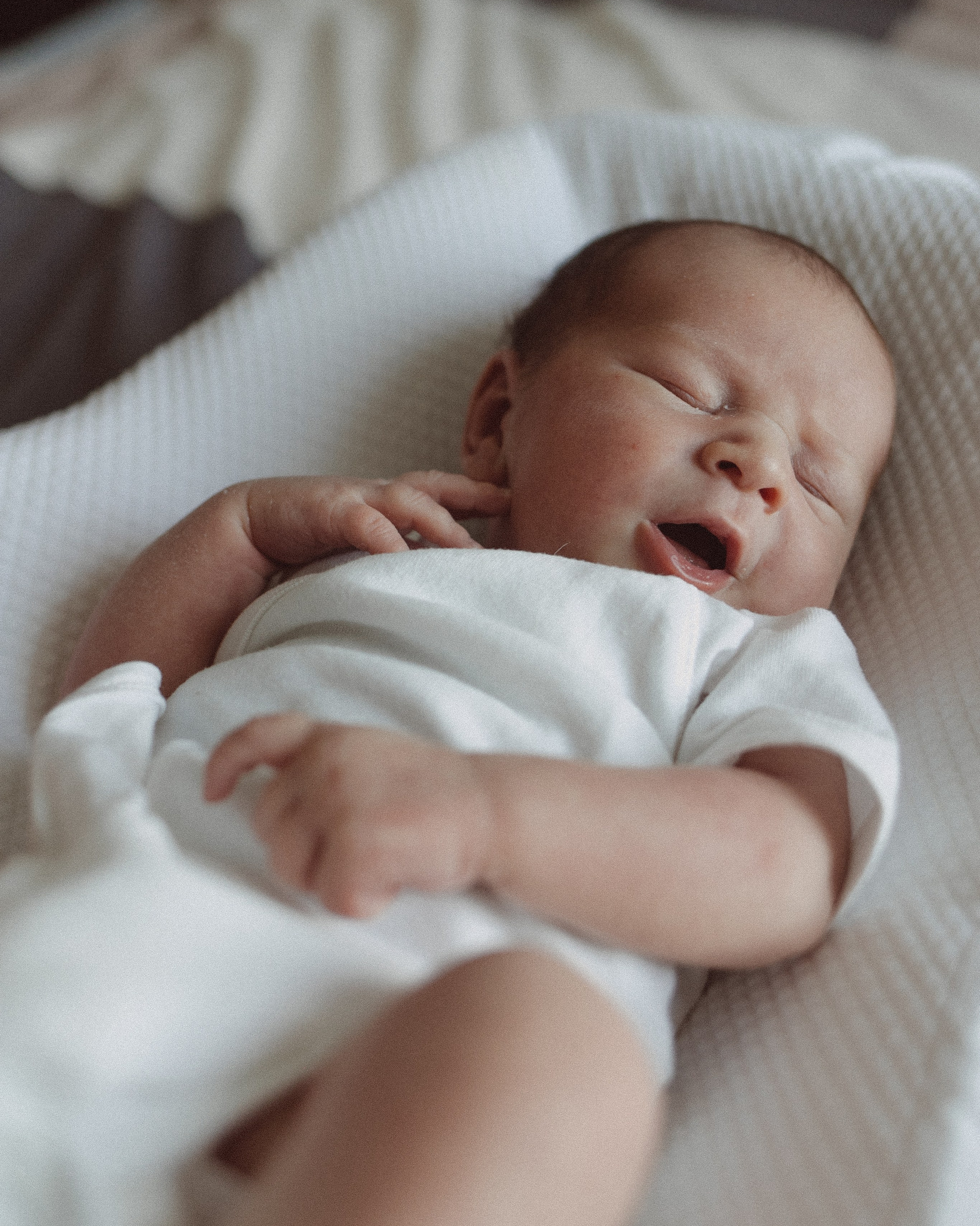 Лев родился