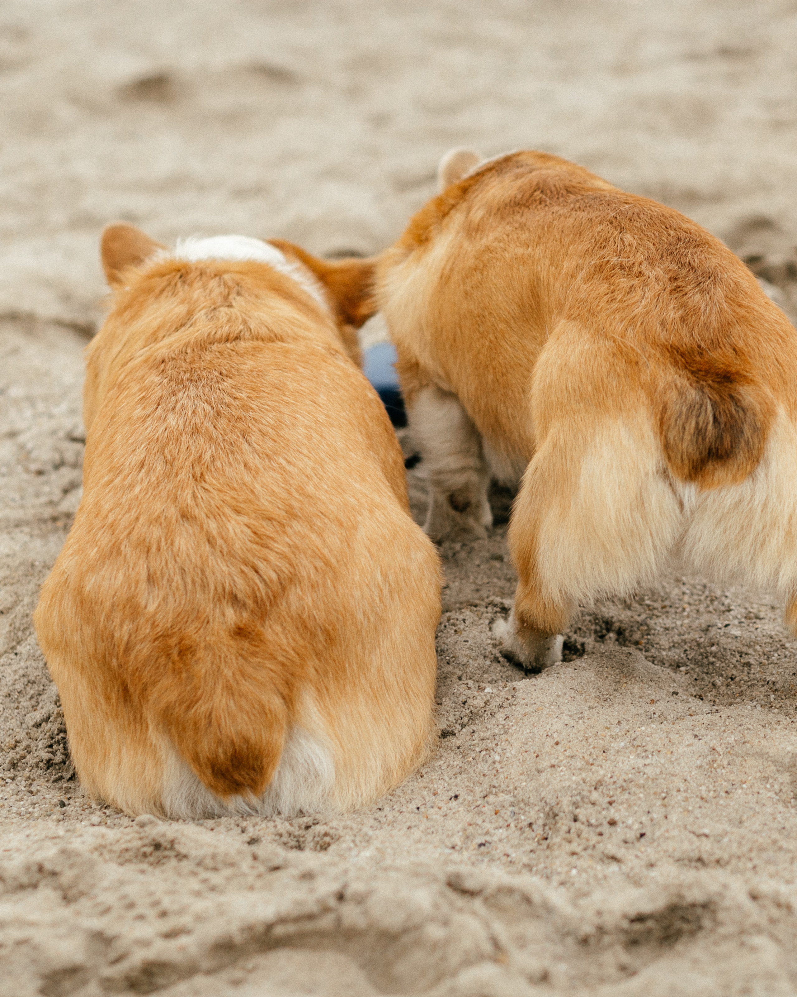 Workshop в песках