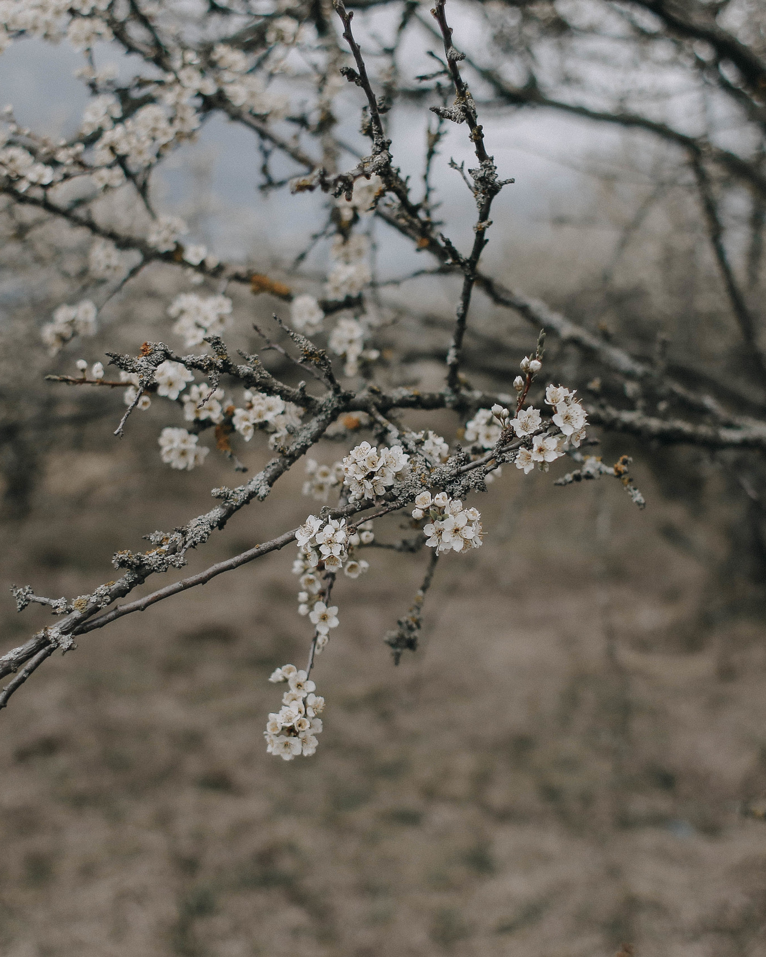 Весеннее пробуждение