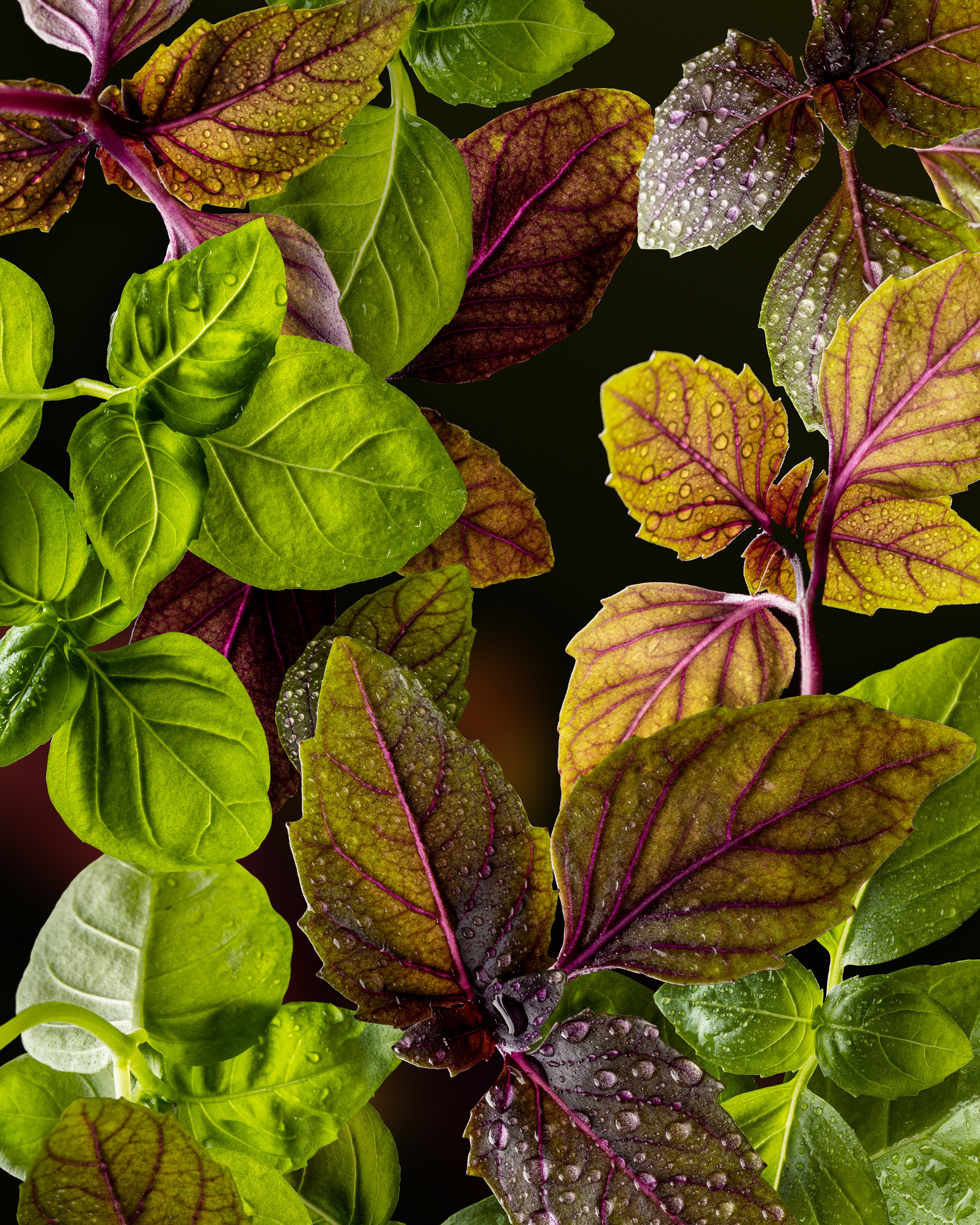 Basil