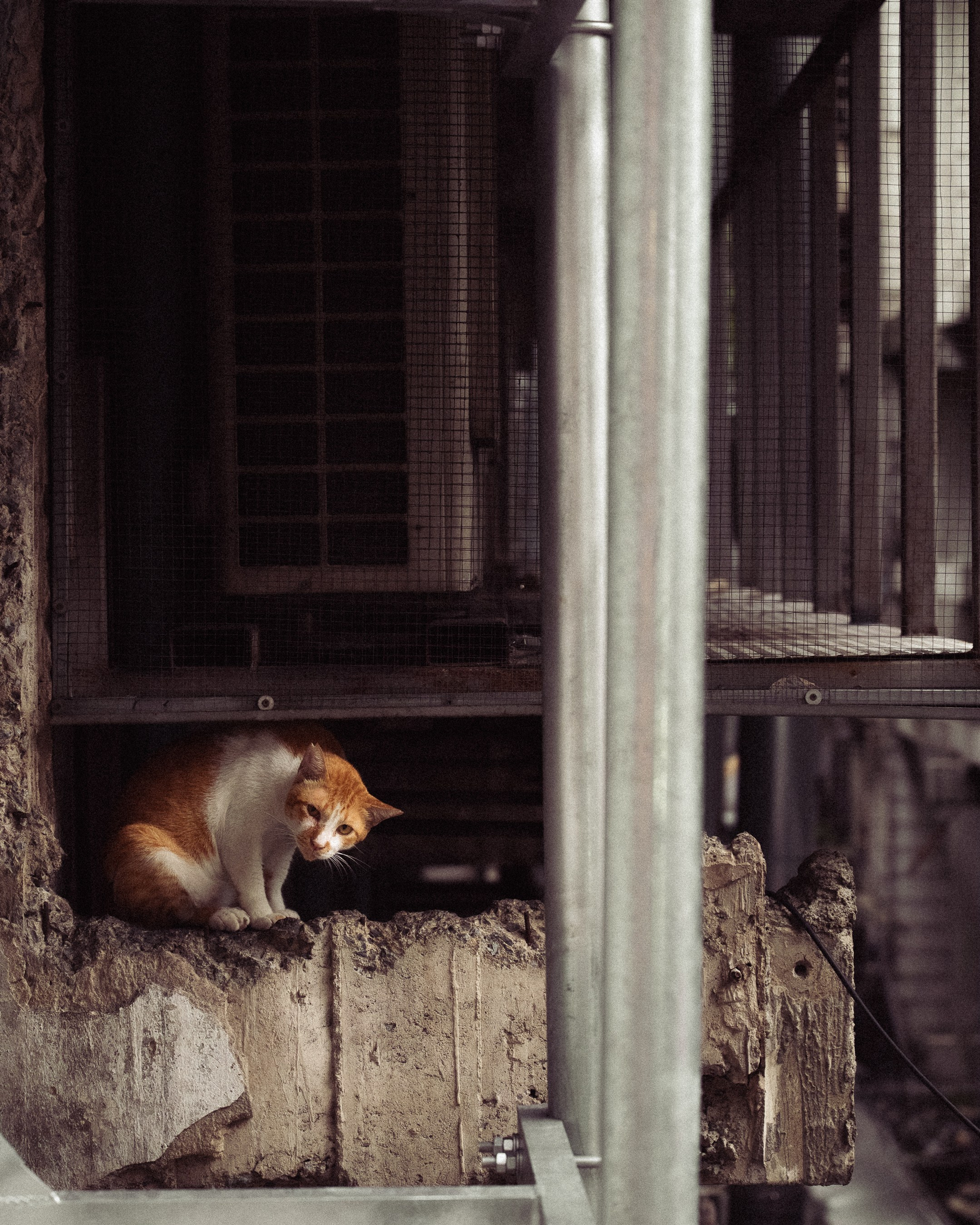 Cats in Bangkok