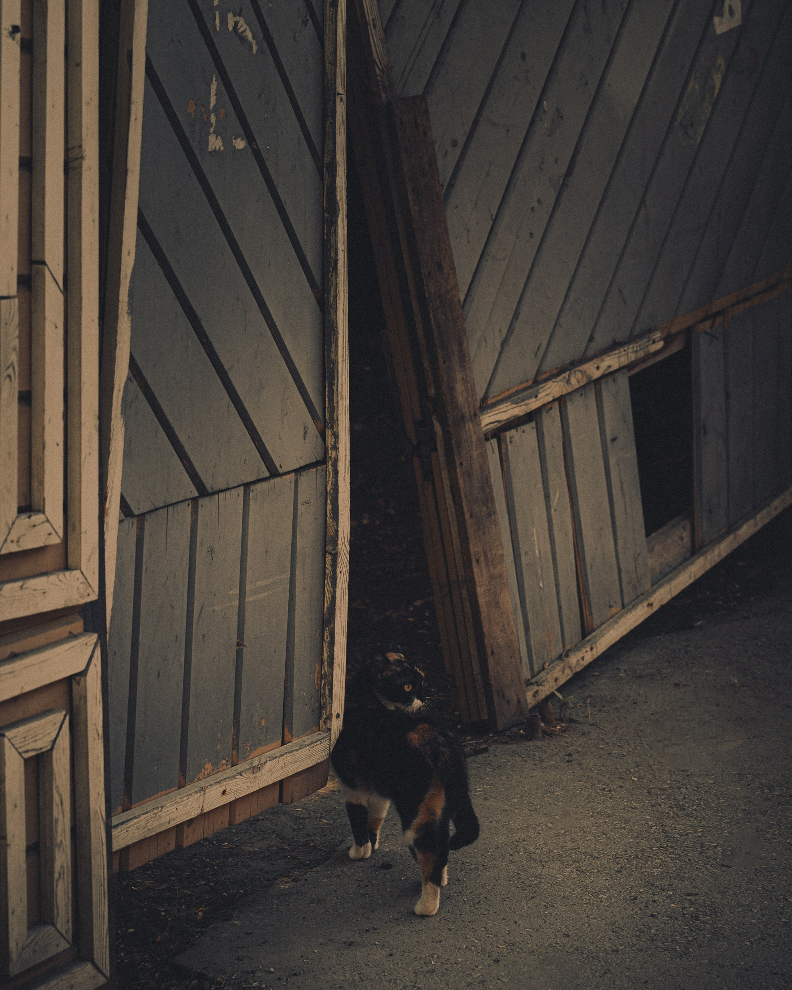 Cats in Samara