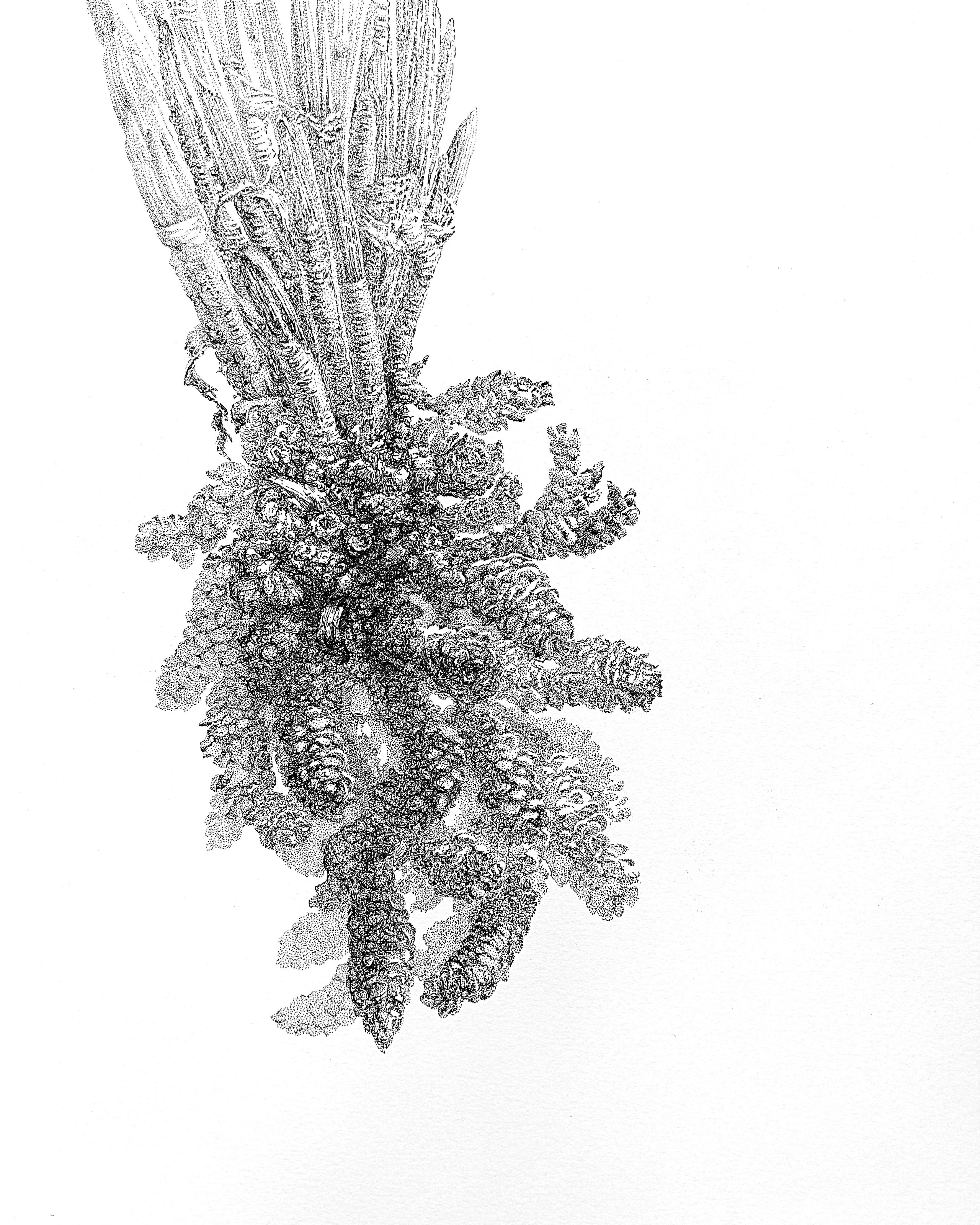 Pine Deep Shallow 8 (soft pastel, 40×30cm)