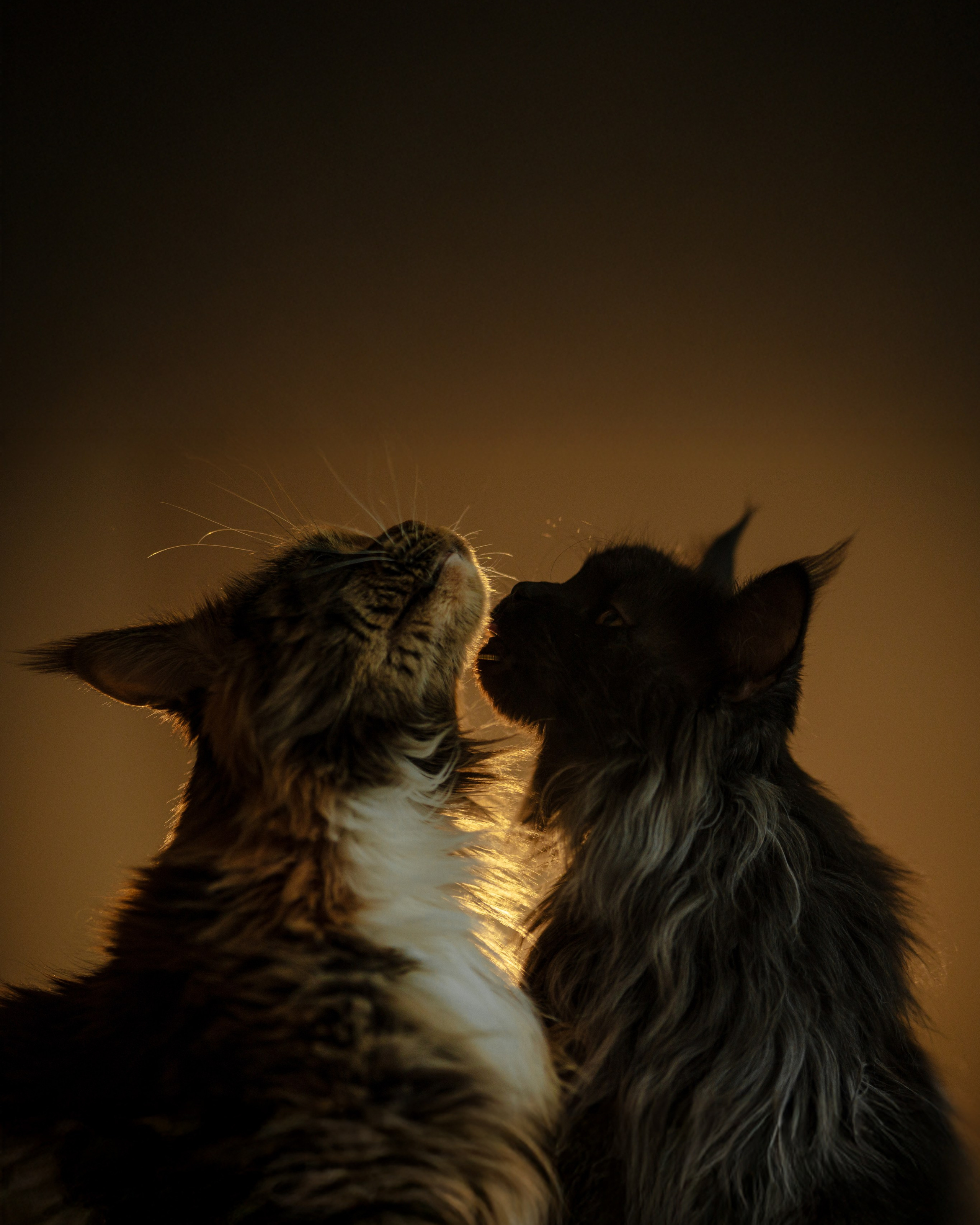 Флоки и Хисса