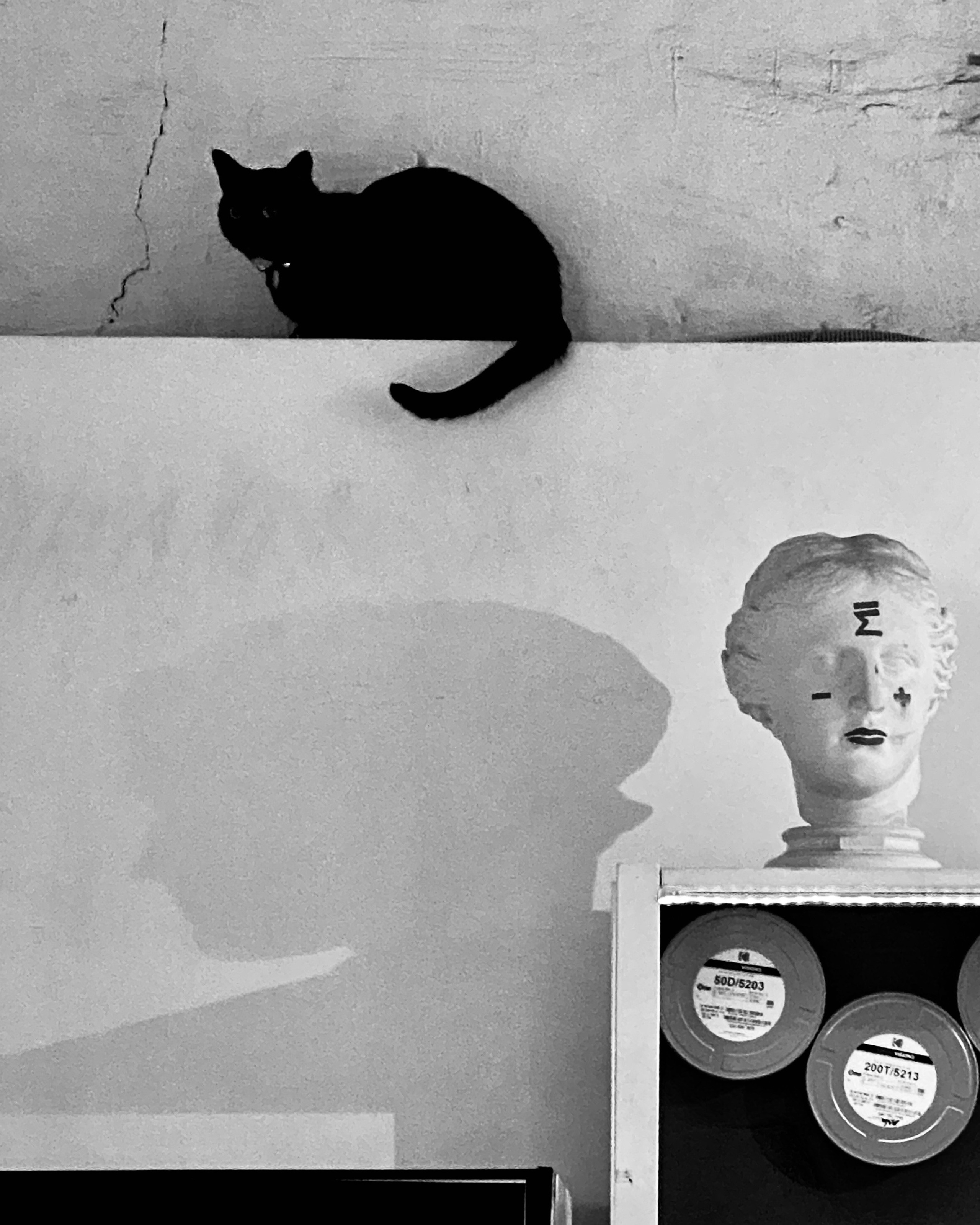 Mos Black & White Cow