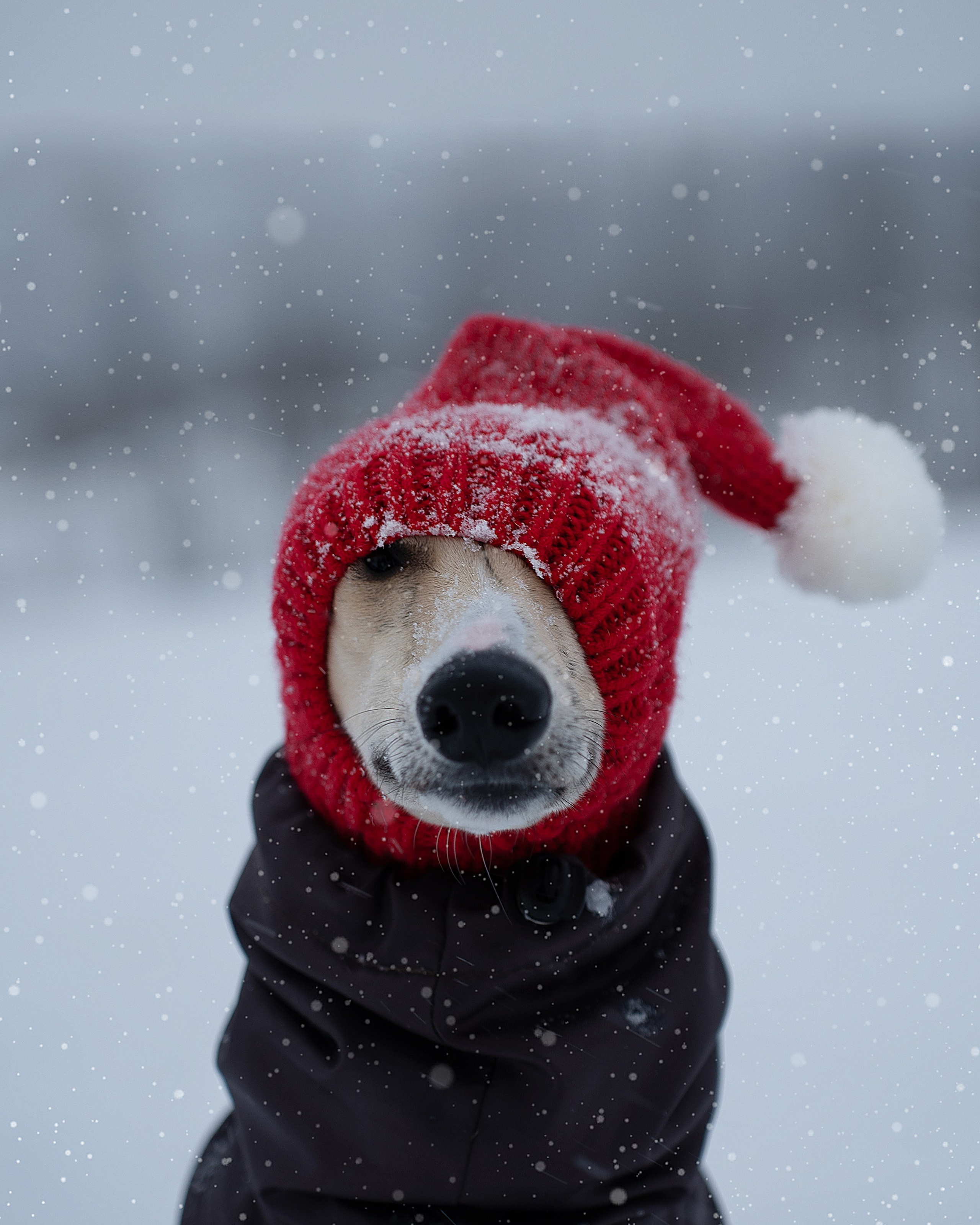 Фотосессия с собакой