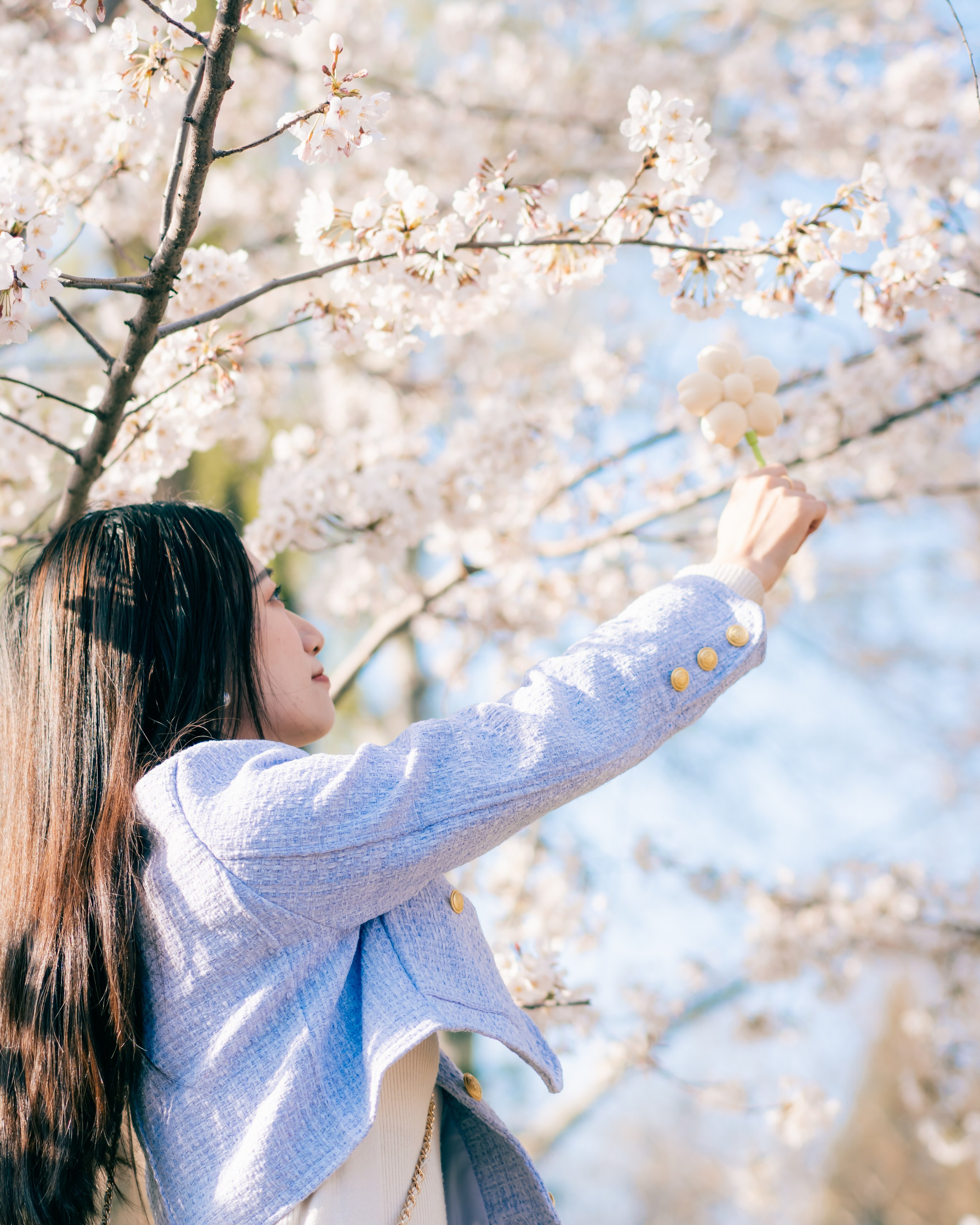 Story in&nbsp;sakura