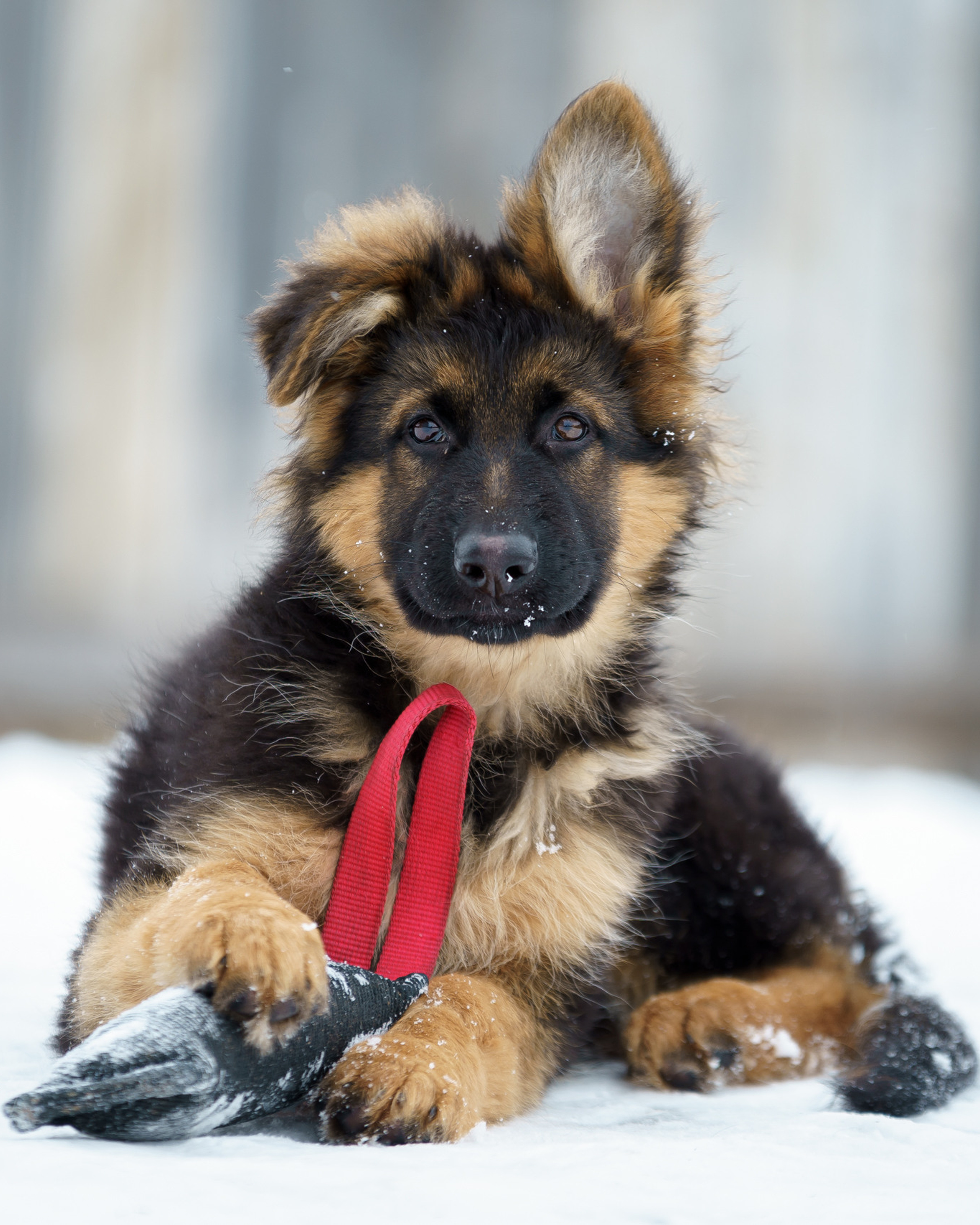 Щенки овчарки