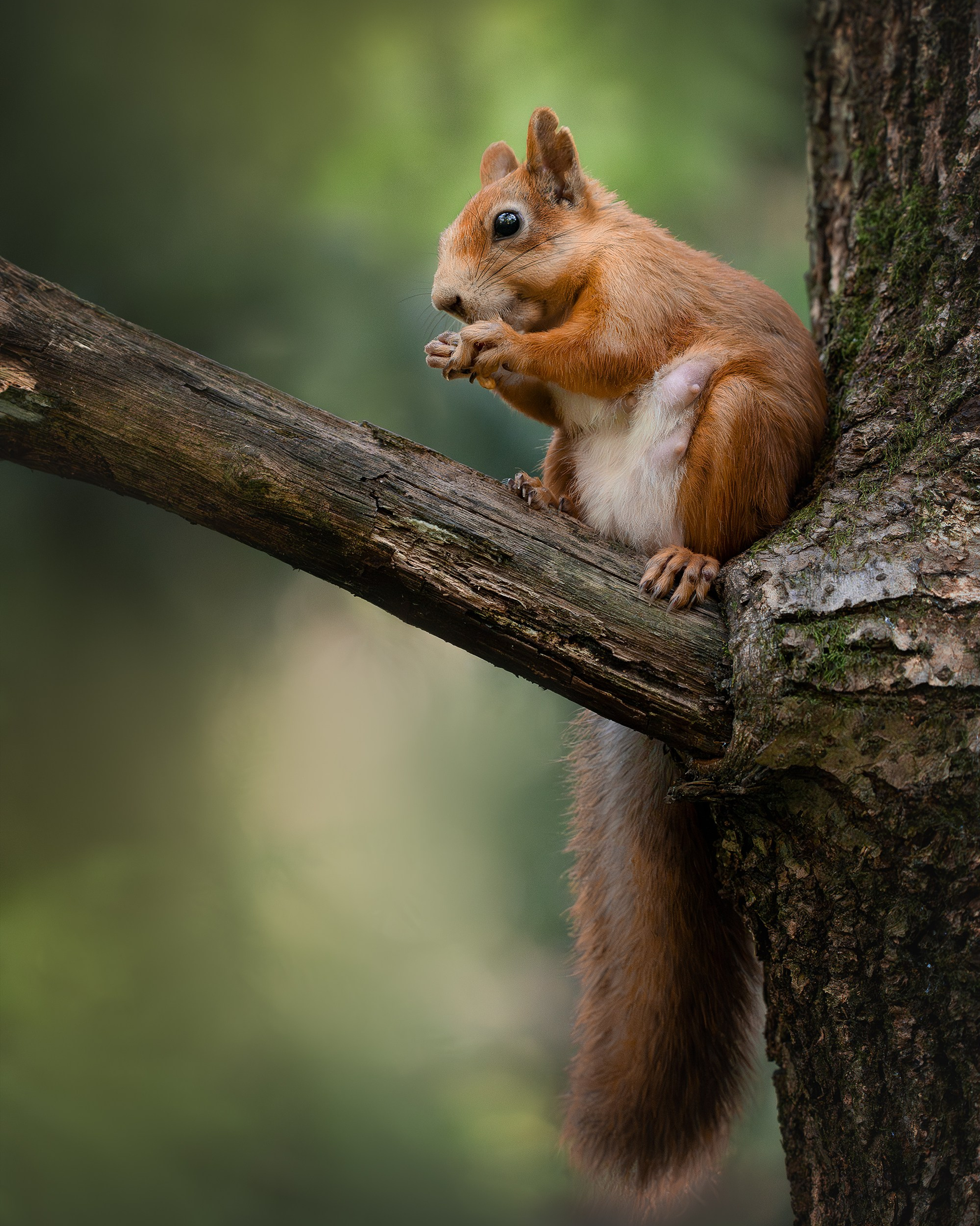 Белка обыкновенная (лат. Sciurus vulgaris)