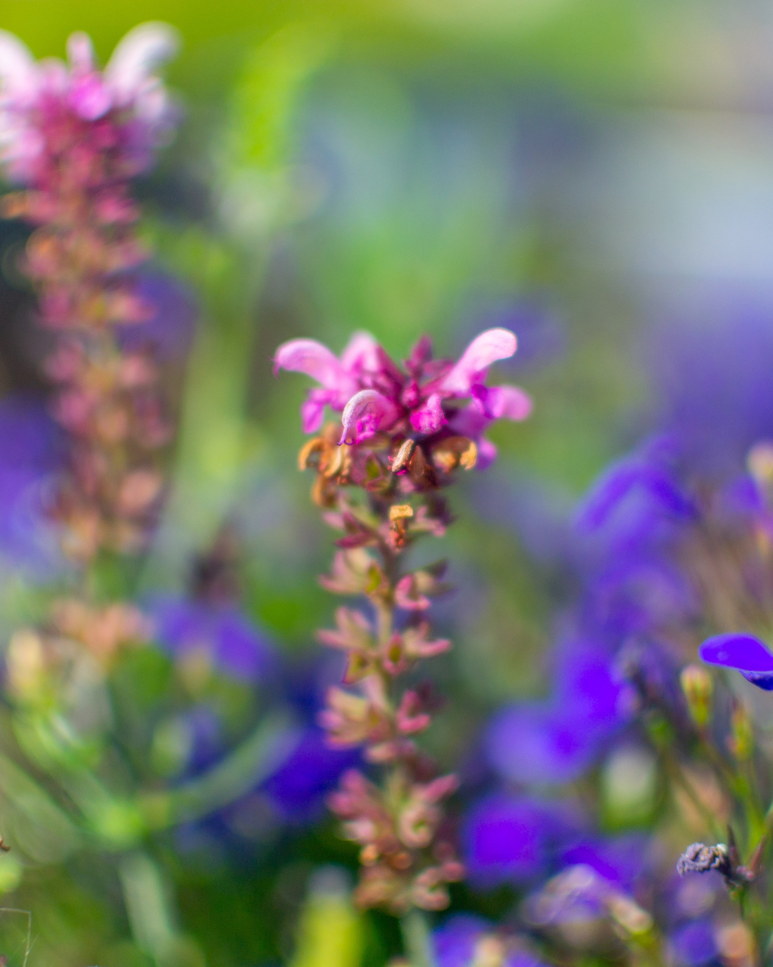 Тульская областная онкологическая больница (лето-цветы, NIKON D3100 35&nbsp;мм F1,8))