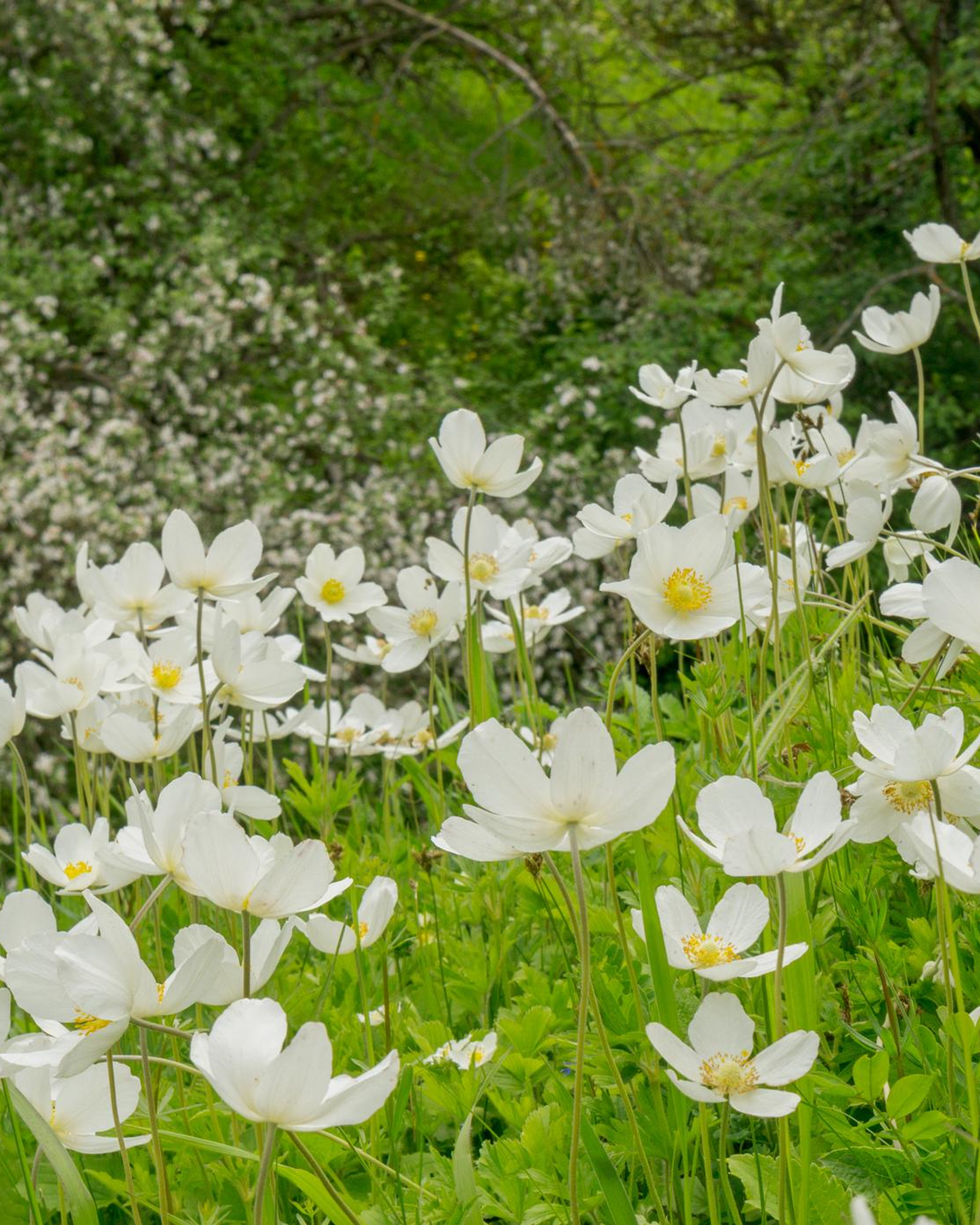 Просторы Алексина.