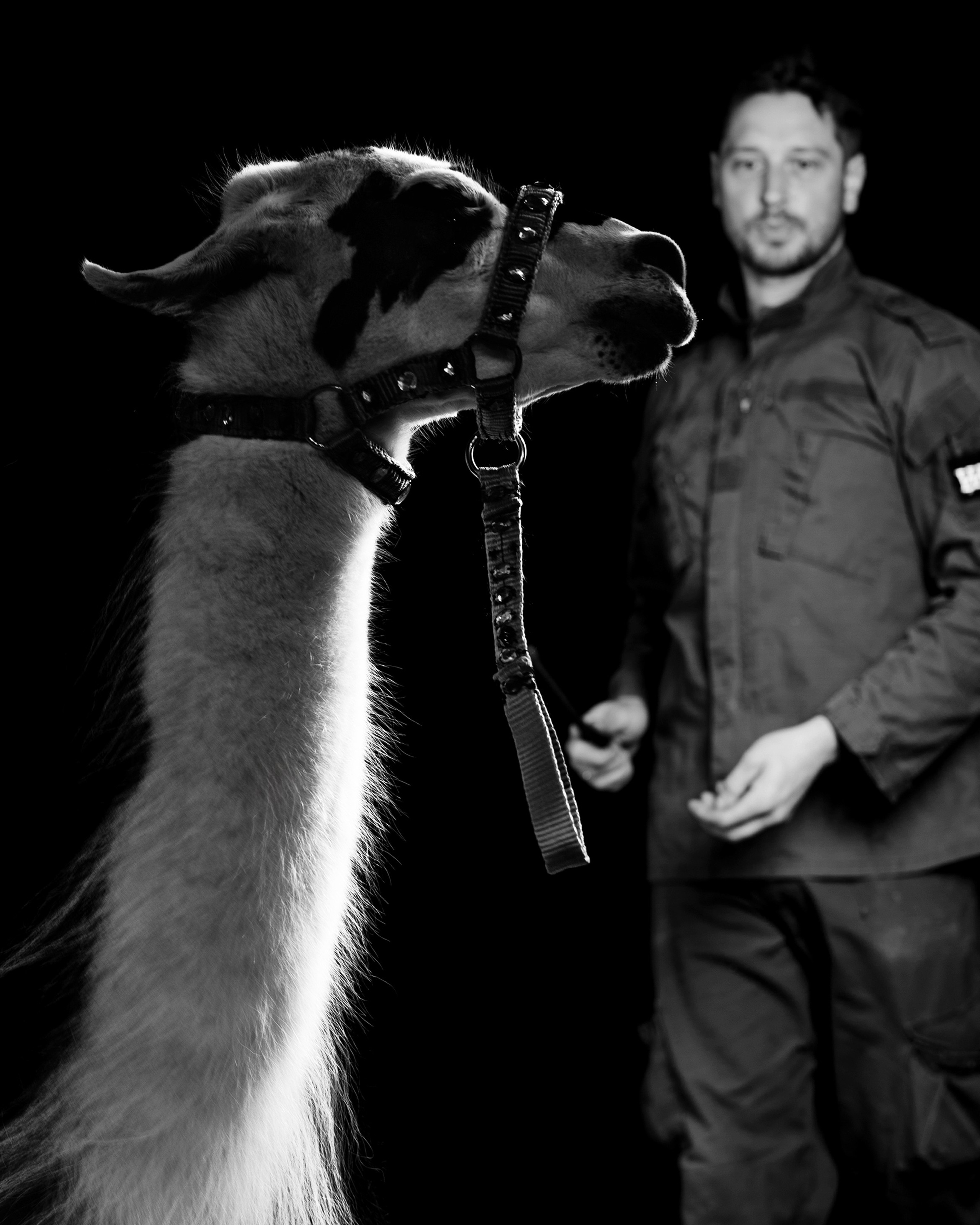SHUSTOVI/ANIMALS