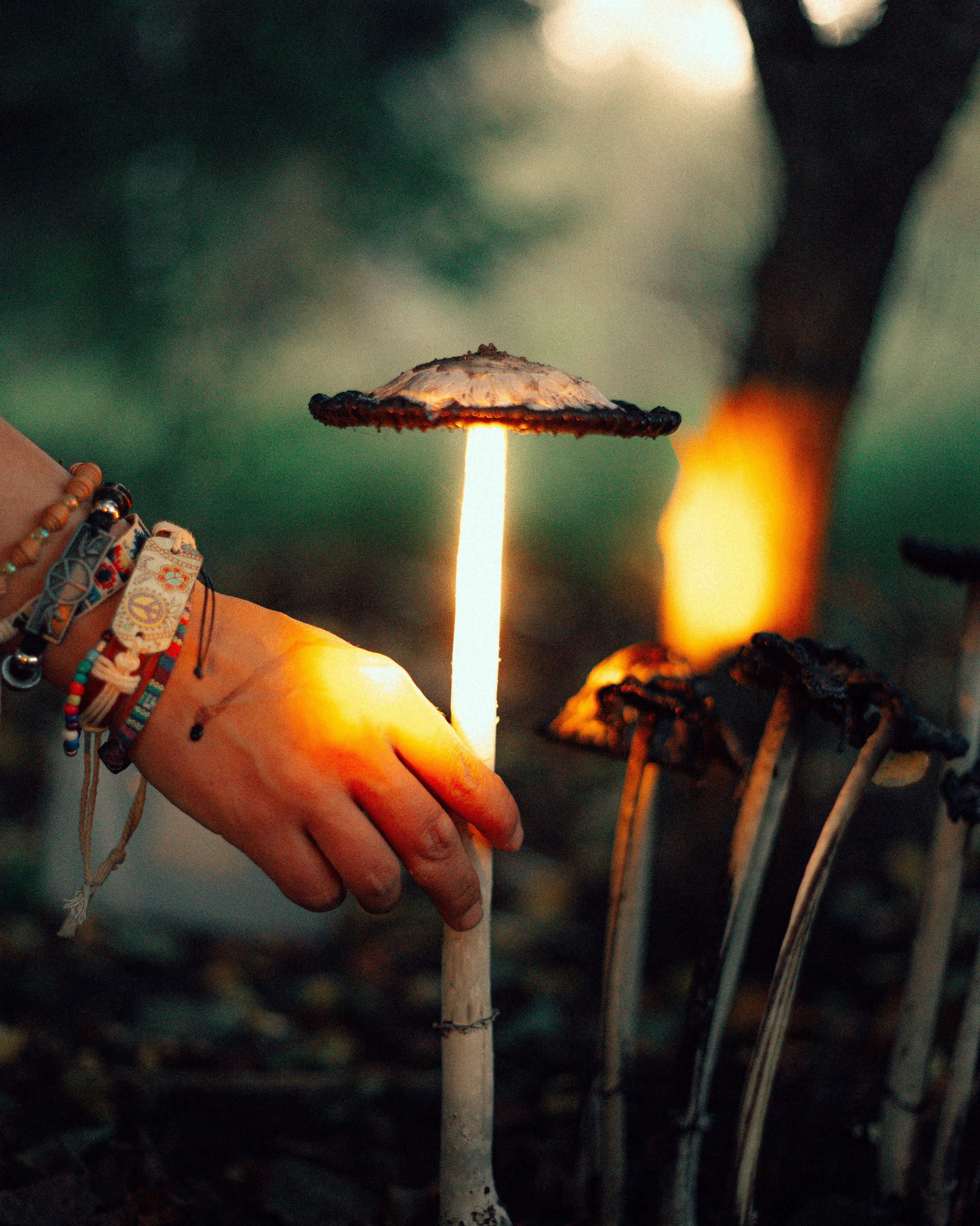 Лес. Колдунья. И волшебные грибы.