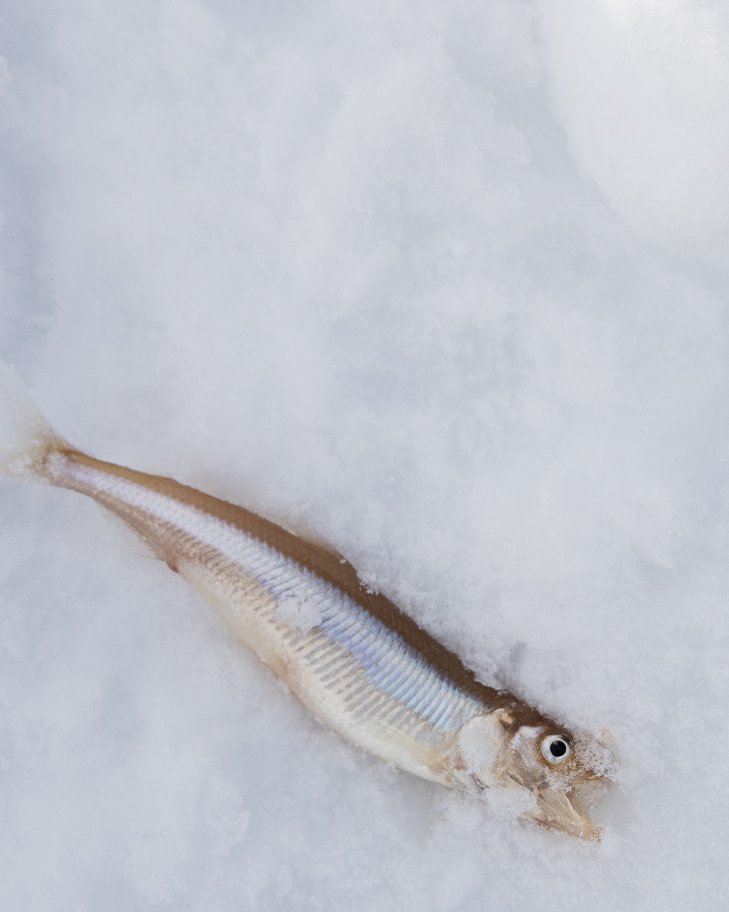 Кировск. Рыбаки