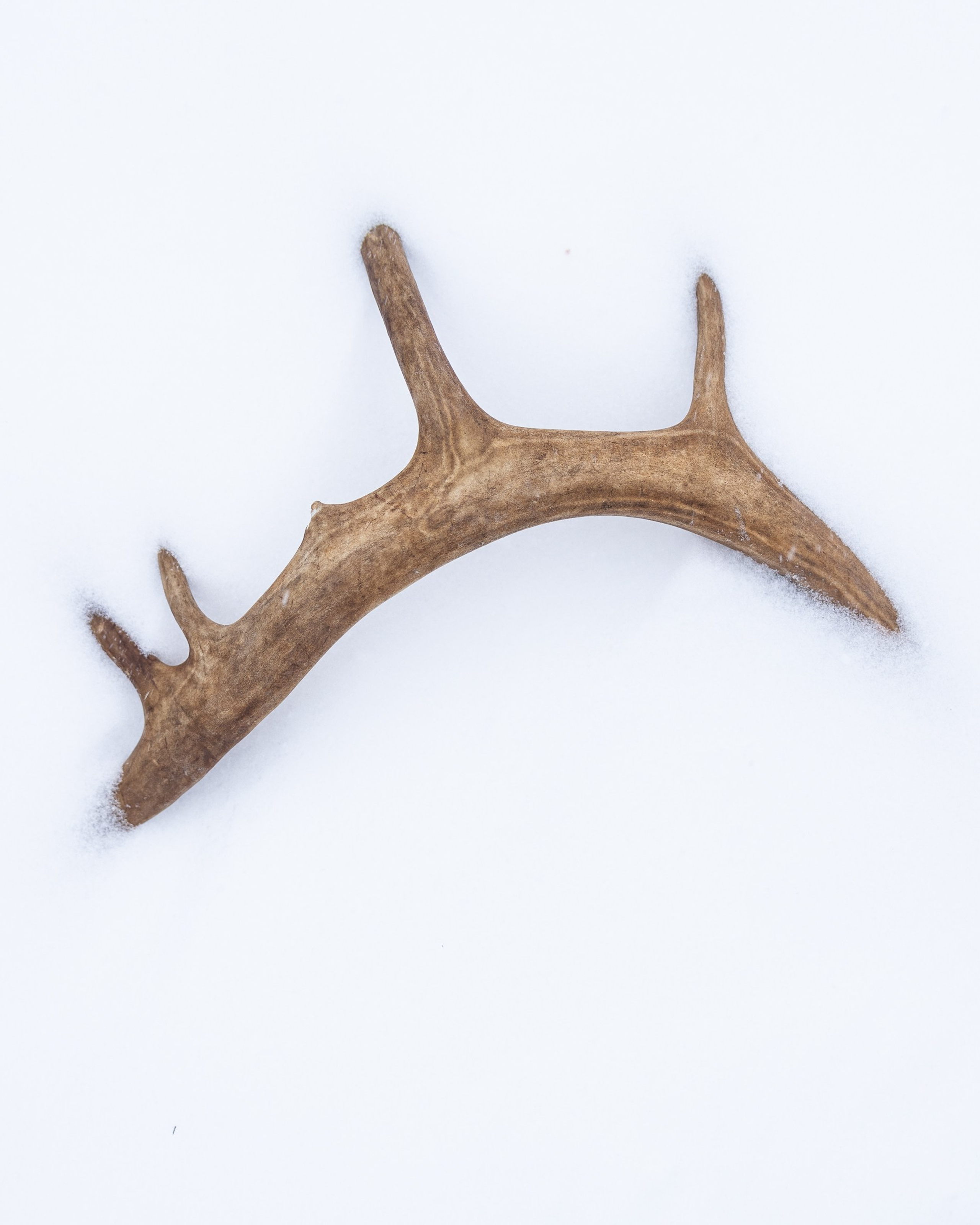 Ловозеро. Оленеводы