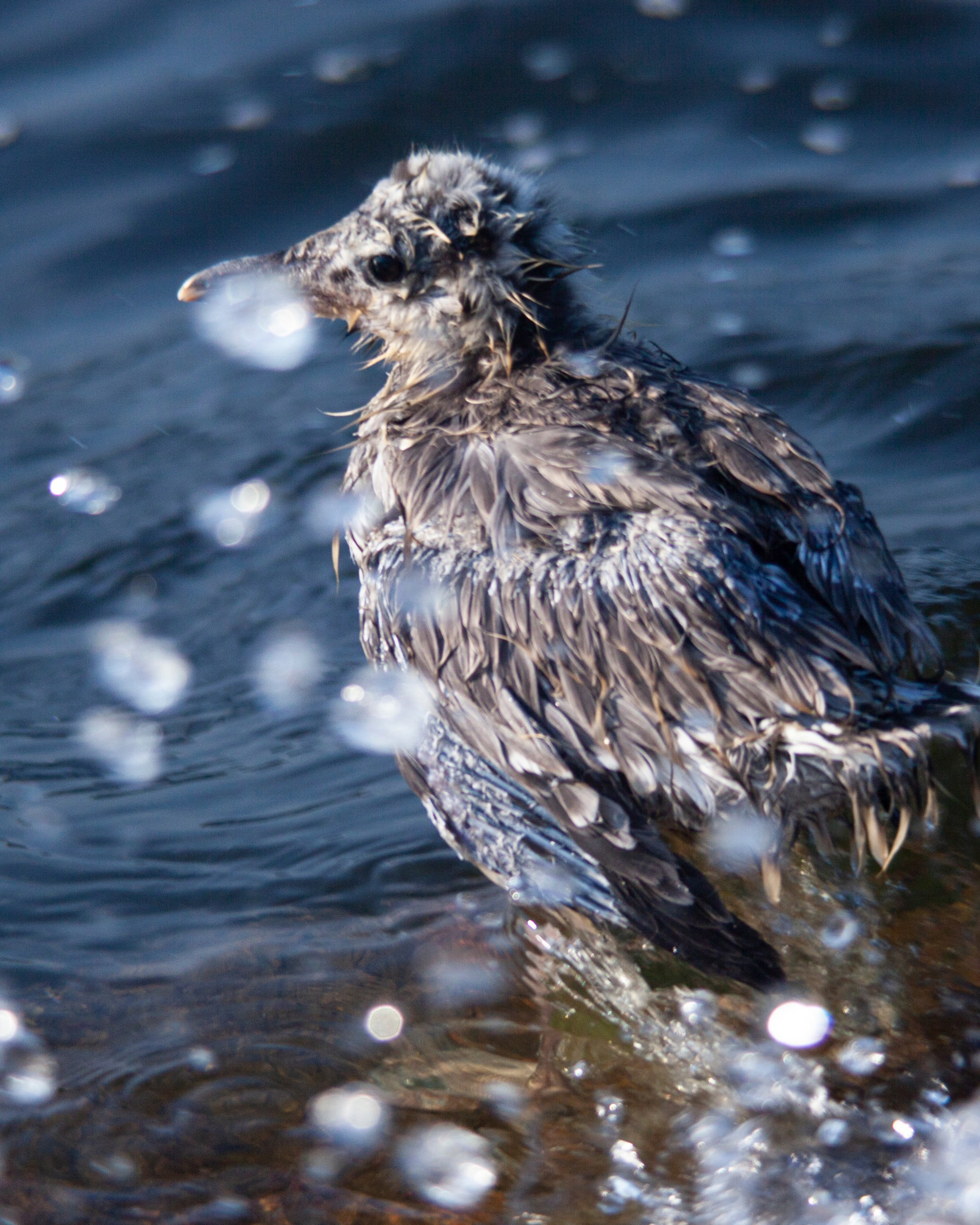 Птичий базар на заливе