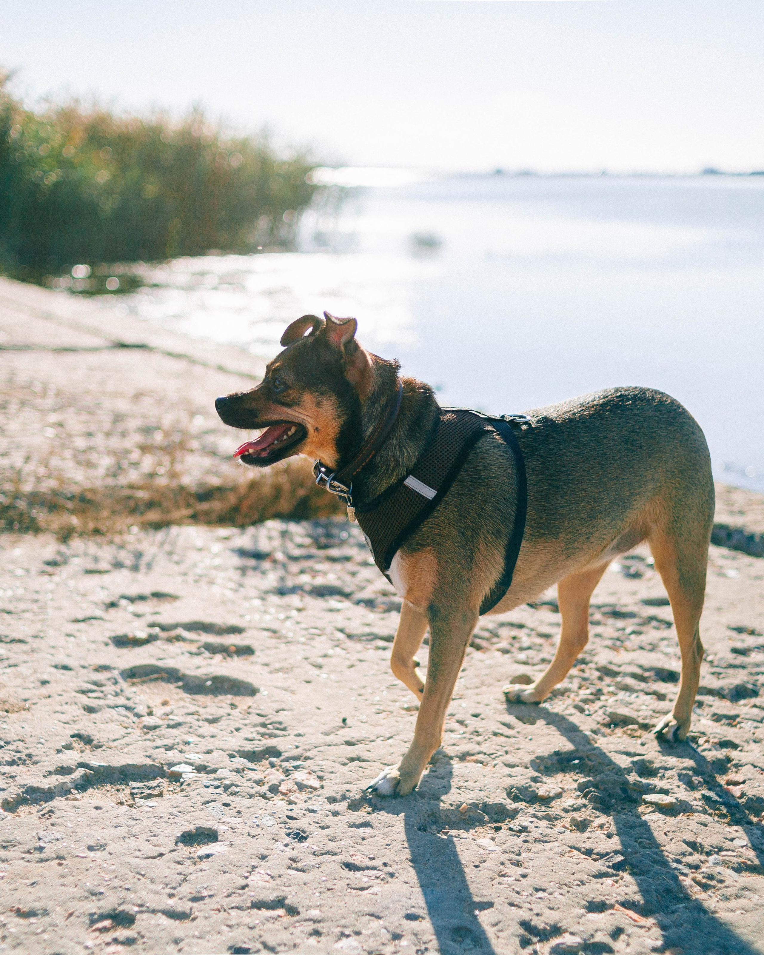 Животные | Евпатория