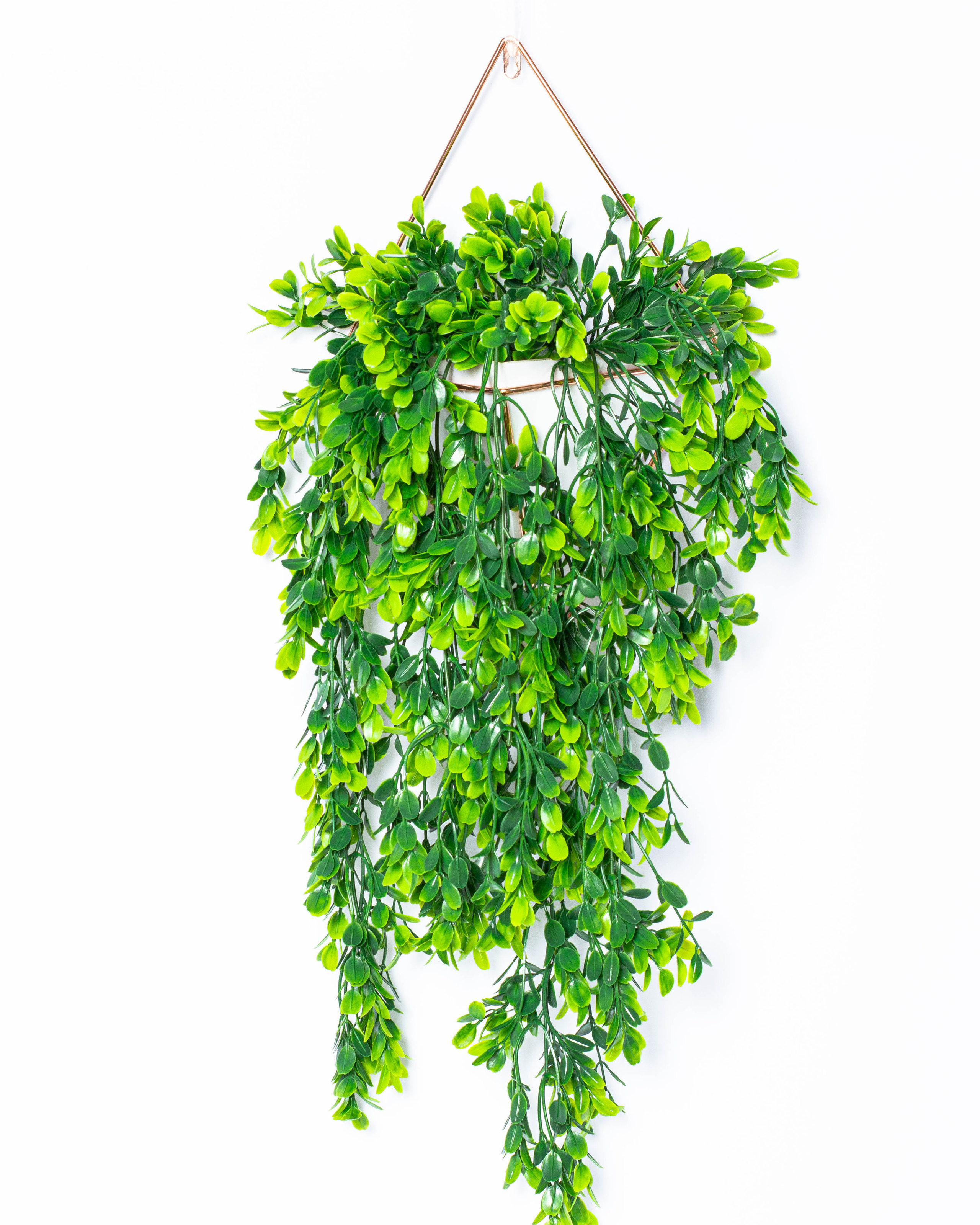 Растения и сад