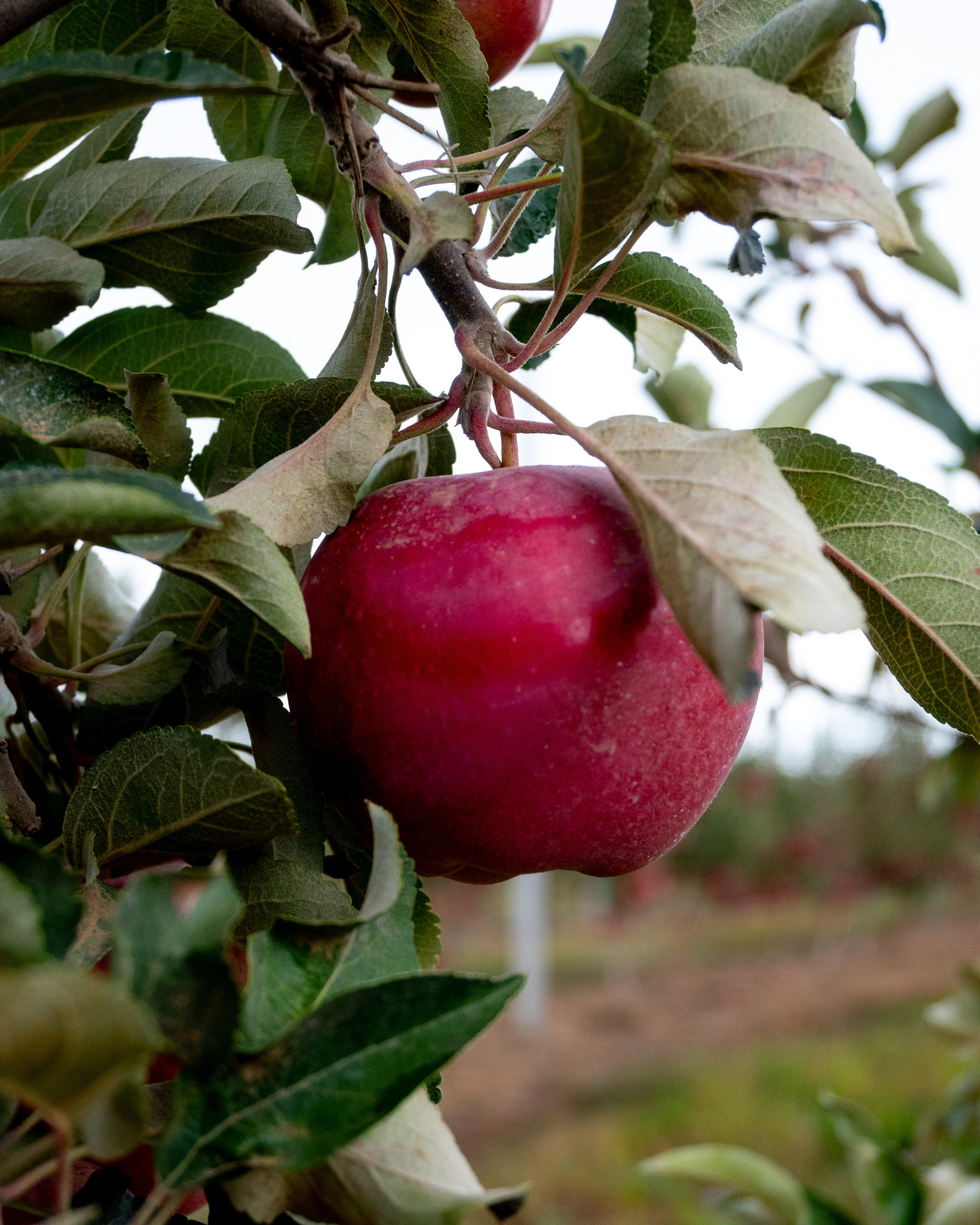 Сады Придонья