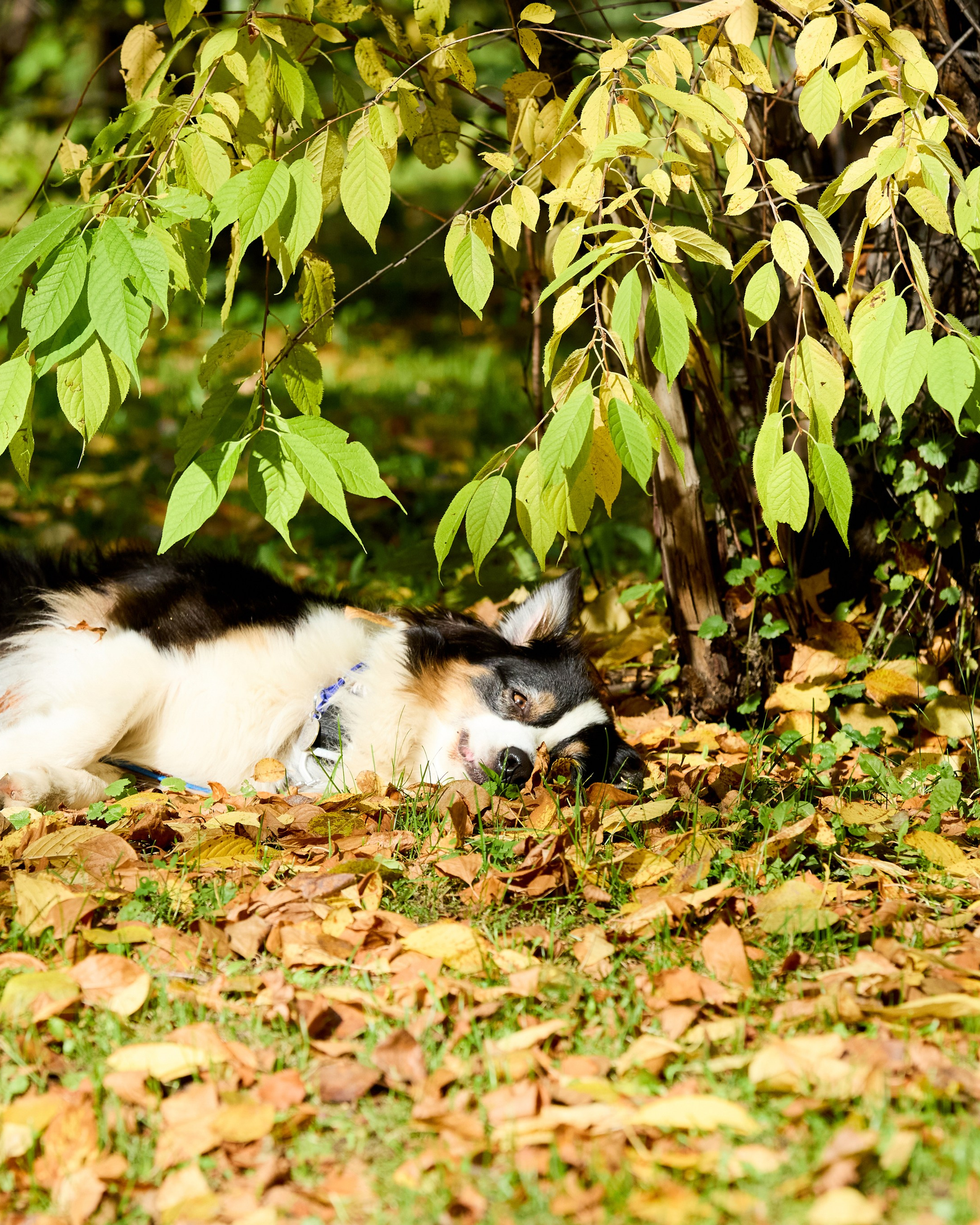 Басенджи и Аусси 21.09.2025