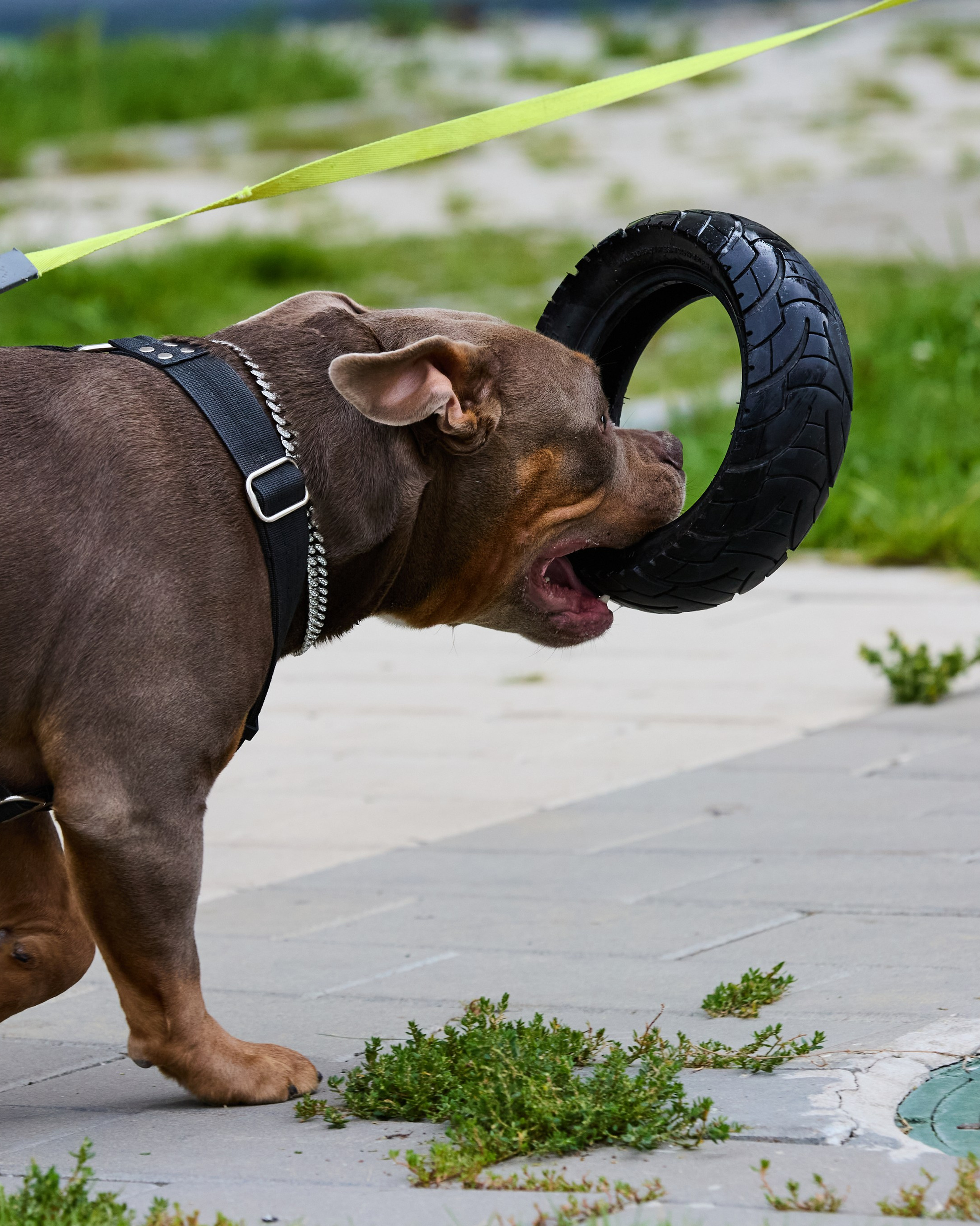 Проект фотопрогулка с хвостиком. 24.08.2025