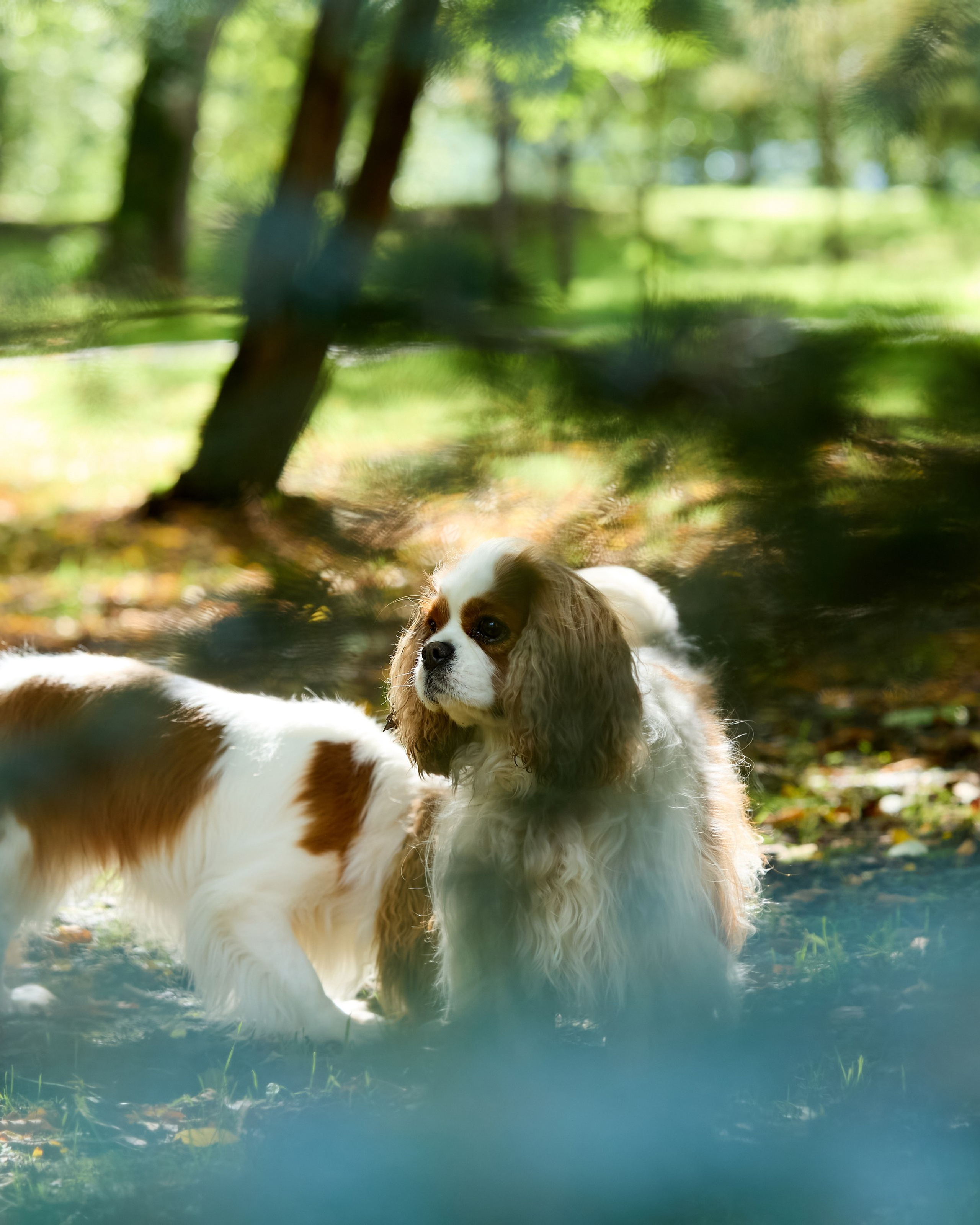 Фотопрогулка с кавалерами 07.09.2025
