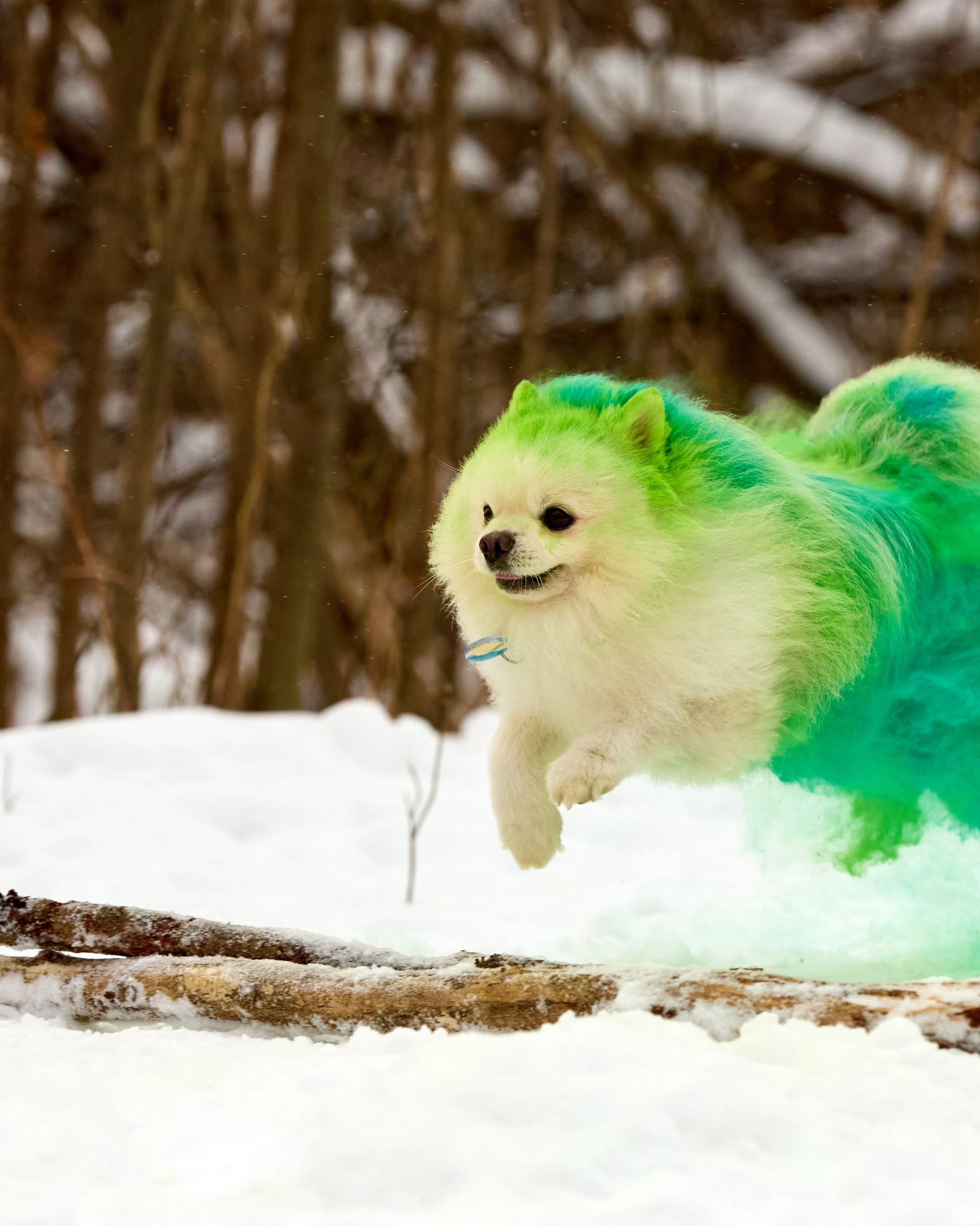 Фотоссесия с красками Molly