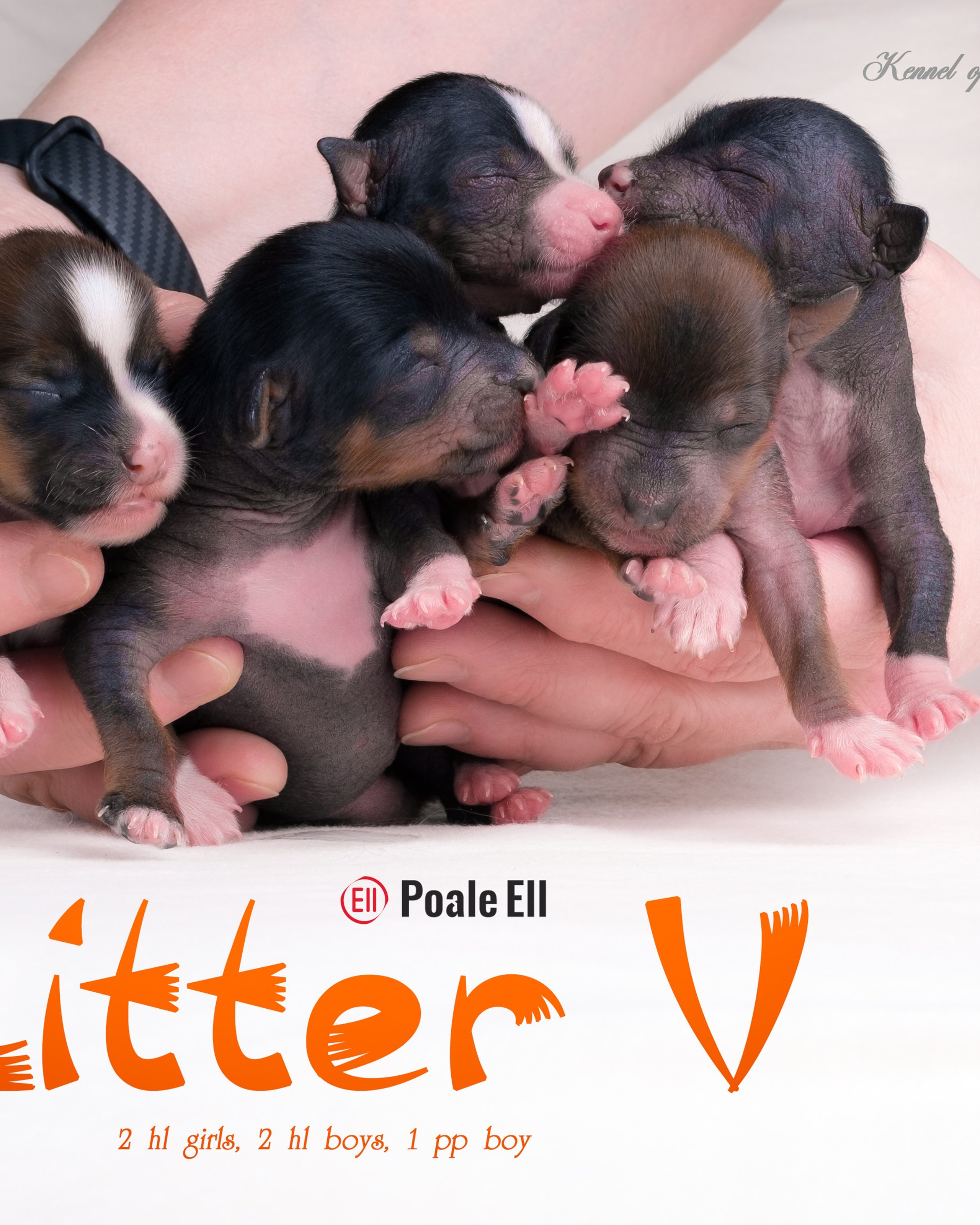 Litter V&nbsp;| 01/18/2024